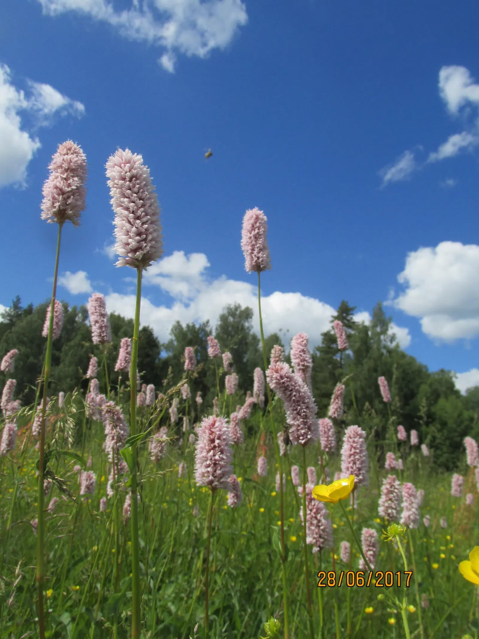 Bistort, Pink Bistort (Persicaria Bistorta 'Superba') — nestled between lower-growing groundcovers and taller backdrop species; adding a dynamic, image 62