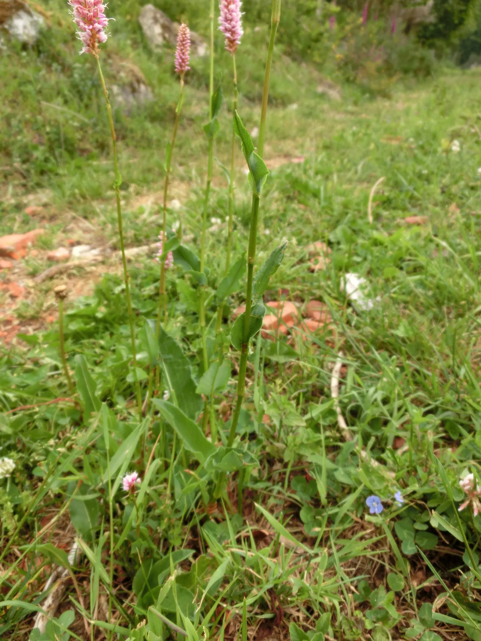 Bistort, Pink Bistort (Persicaria Bistorta 'Superba') — Its height allows it to provide a middle layer of vegetation