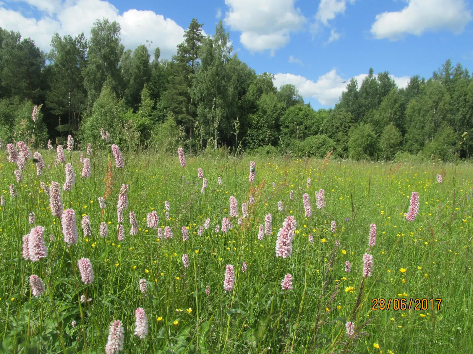 Bistort, Pink Bistort (Persicaria Bistorta 'Superba') — is an herbaceous perennial that is as robust as it is striking