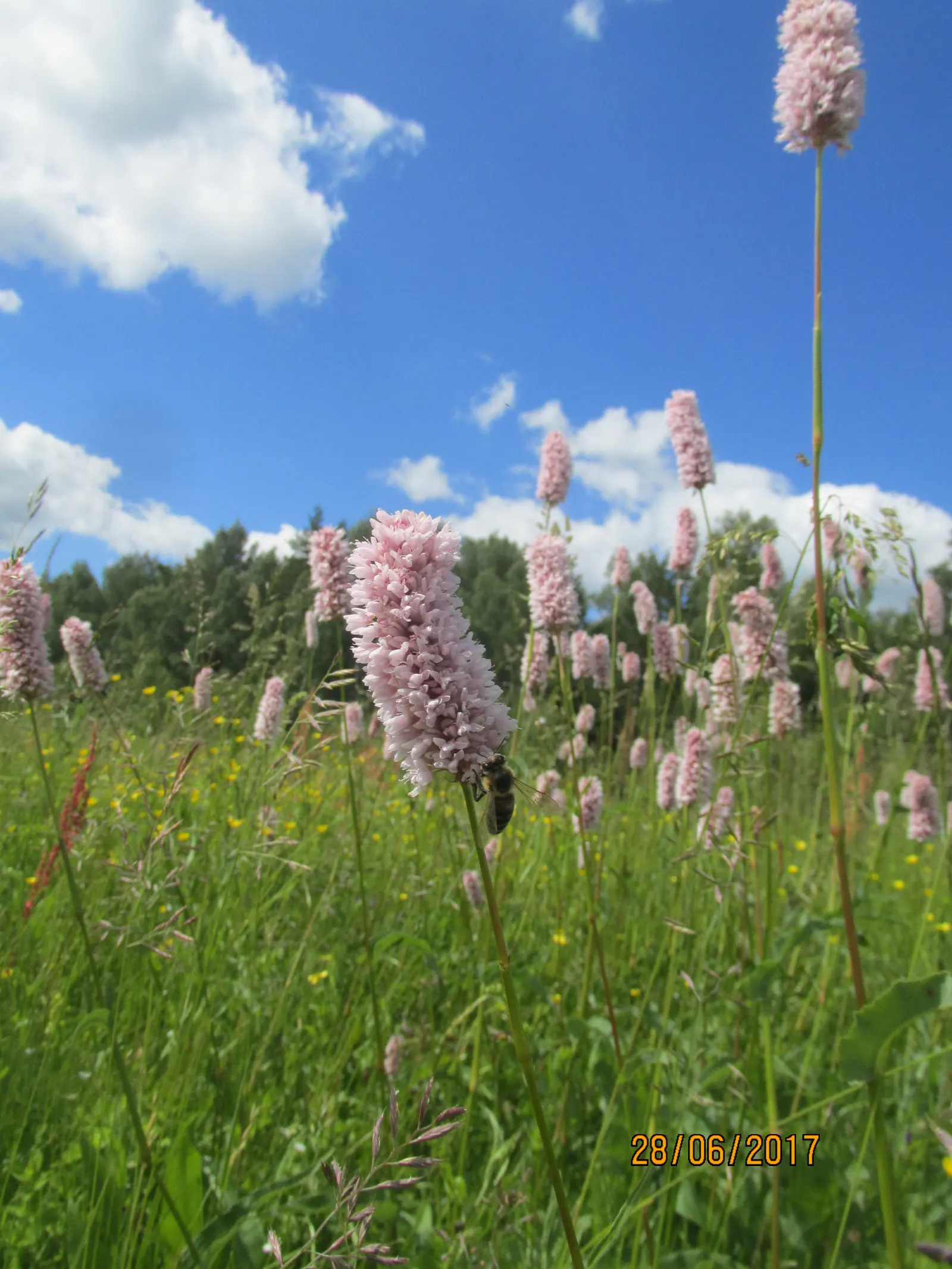 Bistort, Pink Bistort (Persicaria Bistorta 'Superba') — adding a dynamic ecological aspect to the garden.<br><br>When integrating Pink Bistort into, image 101