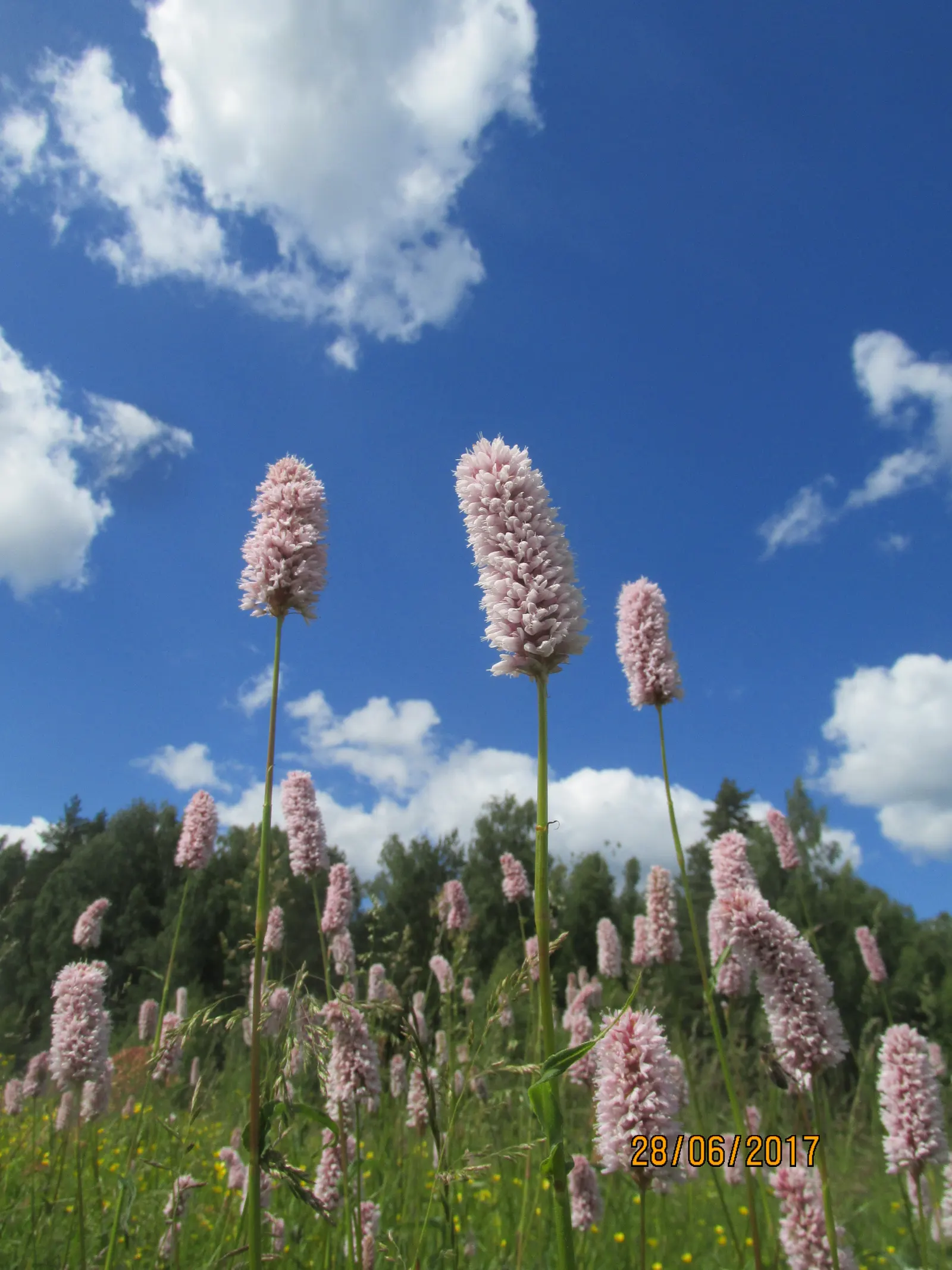 Bistort, Pink Bistort (Persicaria Bistorta 'Superba') — commonly known as Pink Bistort or Bistort
