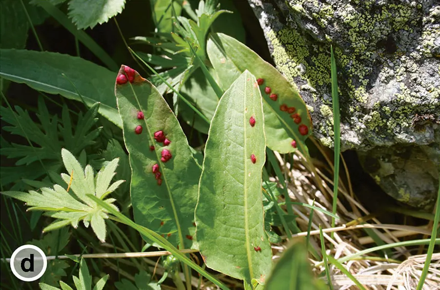 Bistort, Pink Bistort (Persicaria Bistorta 'Superba') — It can reach a height of 24 to 36 inches, with a spread of 18 to 30 inches, forming a dense, image 53