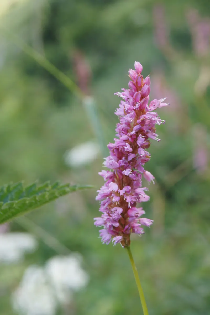 Bistort, Pink Bistort (Persicaria Bistorta 'Superba') — It serves excellently as a border plant, in waterside plantings, or in cottage gardens, image 81