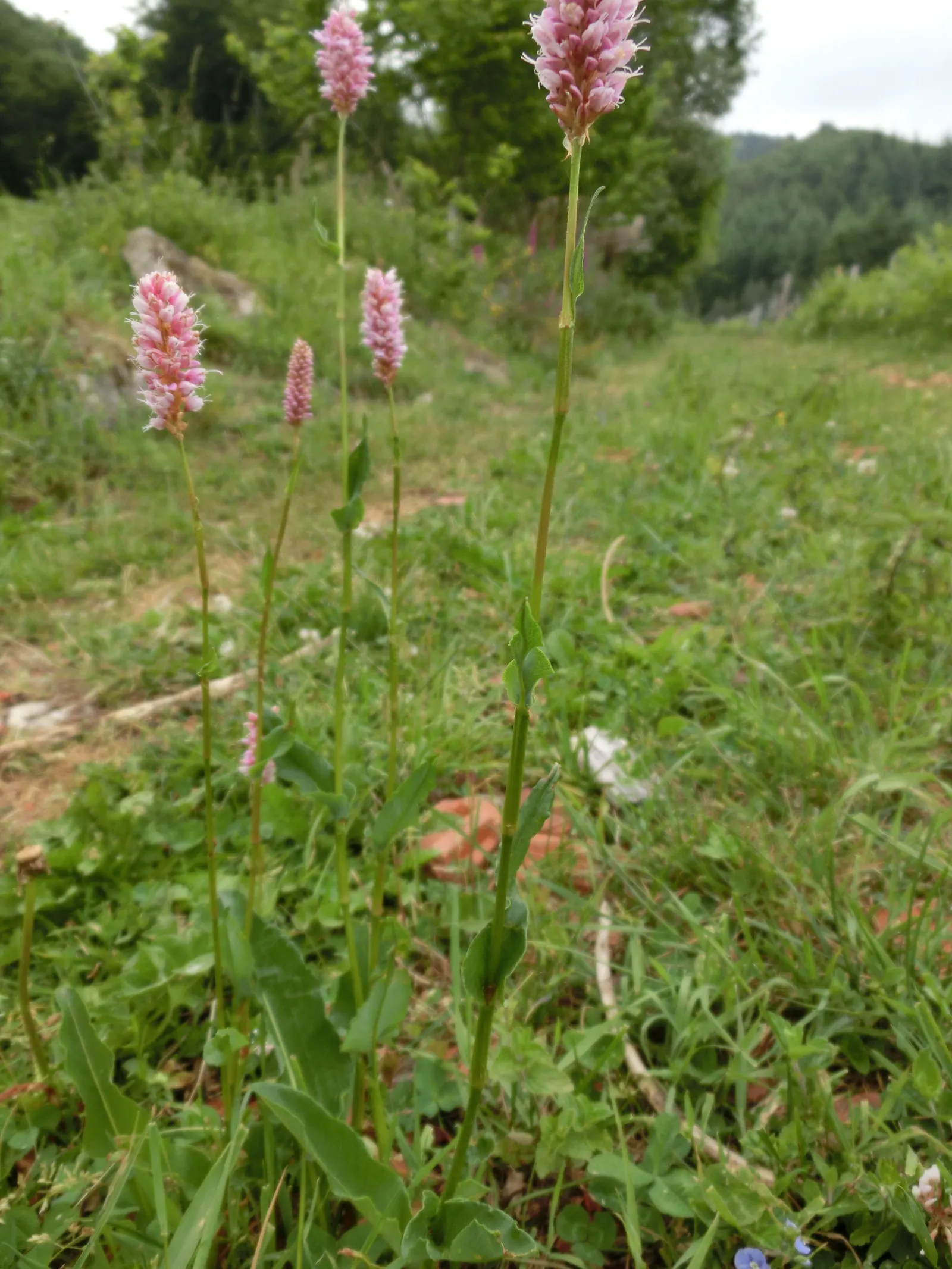 Bistort, Pink Bistort (Persicaria Bistorta 'Superba') — The blooms not only embellish the landscape but also attract an array of pollinators; it, image 56