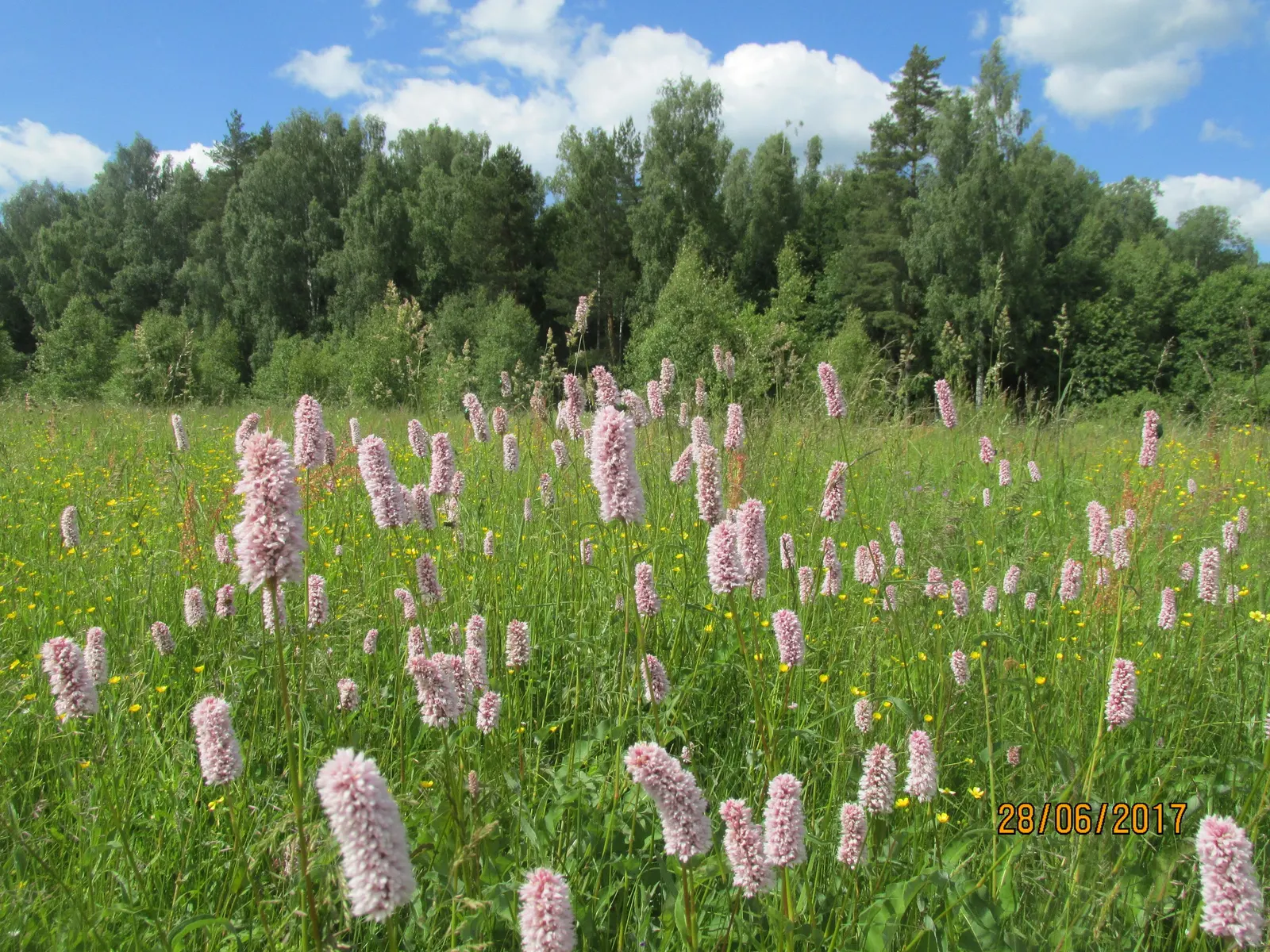 Bistort, Pink Bistort (Persicaria Bistorta 'Superba') — is an herbaceous perennial that is as robust as it is striking; it can reach a height of 24, image 96