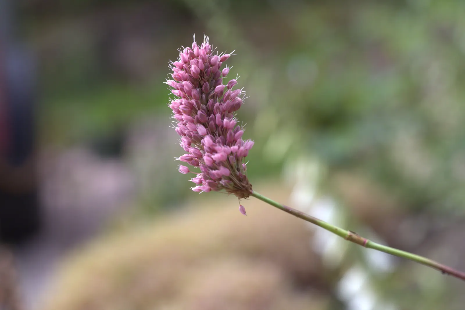 Bistort, Pink Bistort (Persicaria Bistorta 'Superba') — with occasional watering during extreme drought and deadheading to encourage a second, image 104