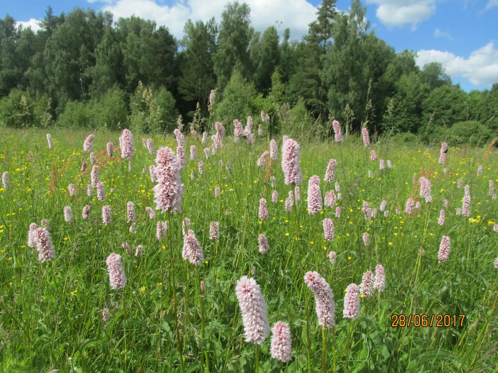 Bistort, Pink Bistort (Persicaria Bistorta 'Superba') — is renowned for its striking dense spikes of soft pink flowers; contrasting beautifully, image 68