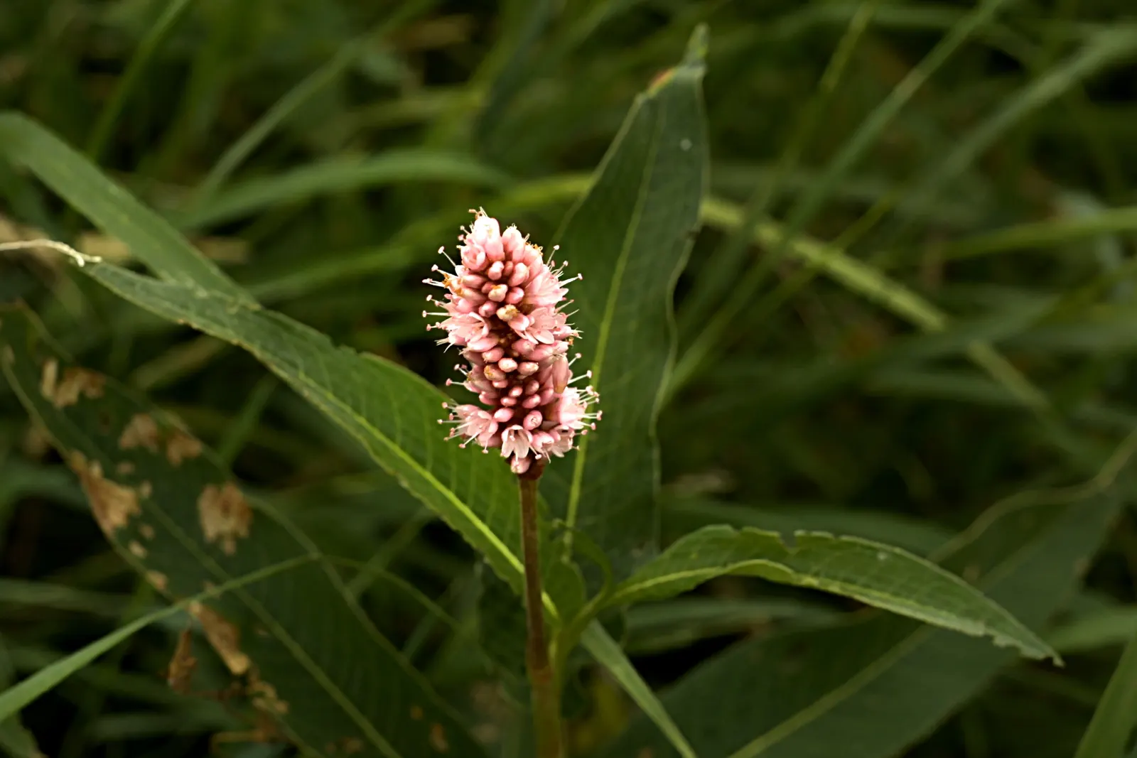 Bistort, Pink Bistort (Persicaria Bistorta 'Superba') — consider its clumping habit and seasonal bloom time; commonly known as Pink Bistort or, image 80