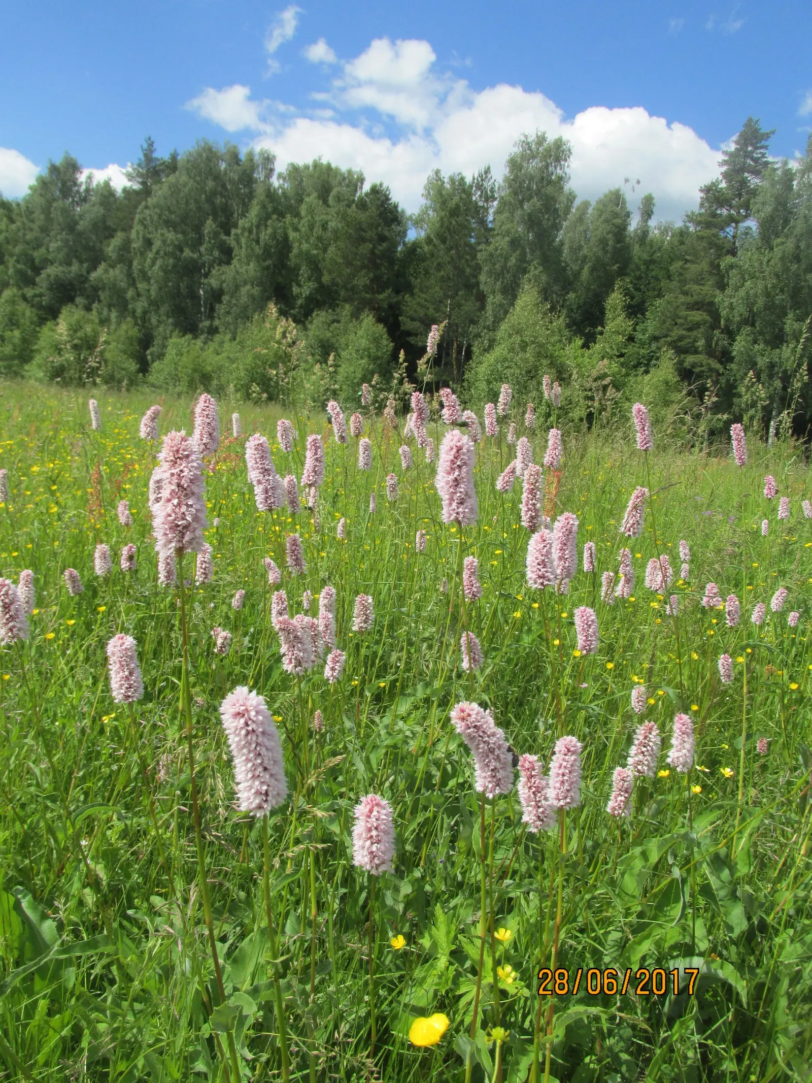 Bistort, Pink Bistort (Persicaria Bistorta 'Superba') — commonly known as Pink Bistort or Bistort; is renowned for its striking dense spikes of, image 51