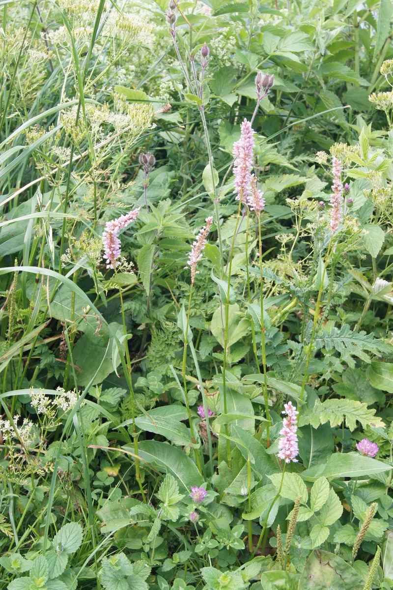 Bistort, Pink Bistort (Persicaria Bistorta 'Superba') — It serves excellently as a border plant, in waterside plantings, or in cottage gardens, image 59