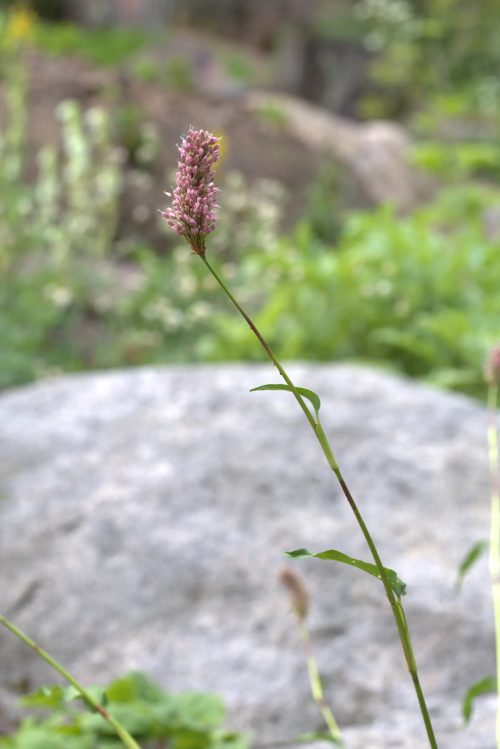 Bistort, Pink Bistort (Persicaria Bistorta 'Superba') — is an herbaceous perennial that is as robust as it is striking; it can reach a height of 24 to 36