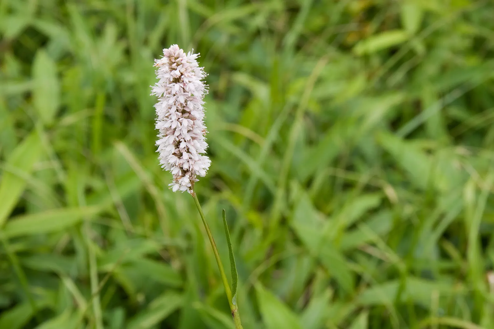 Bistort, Pink Bistort (Persicaria Bistorta 'Superba') — tiered aesthetic to your client's garden; white flowers in the garden, image 85