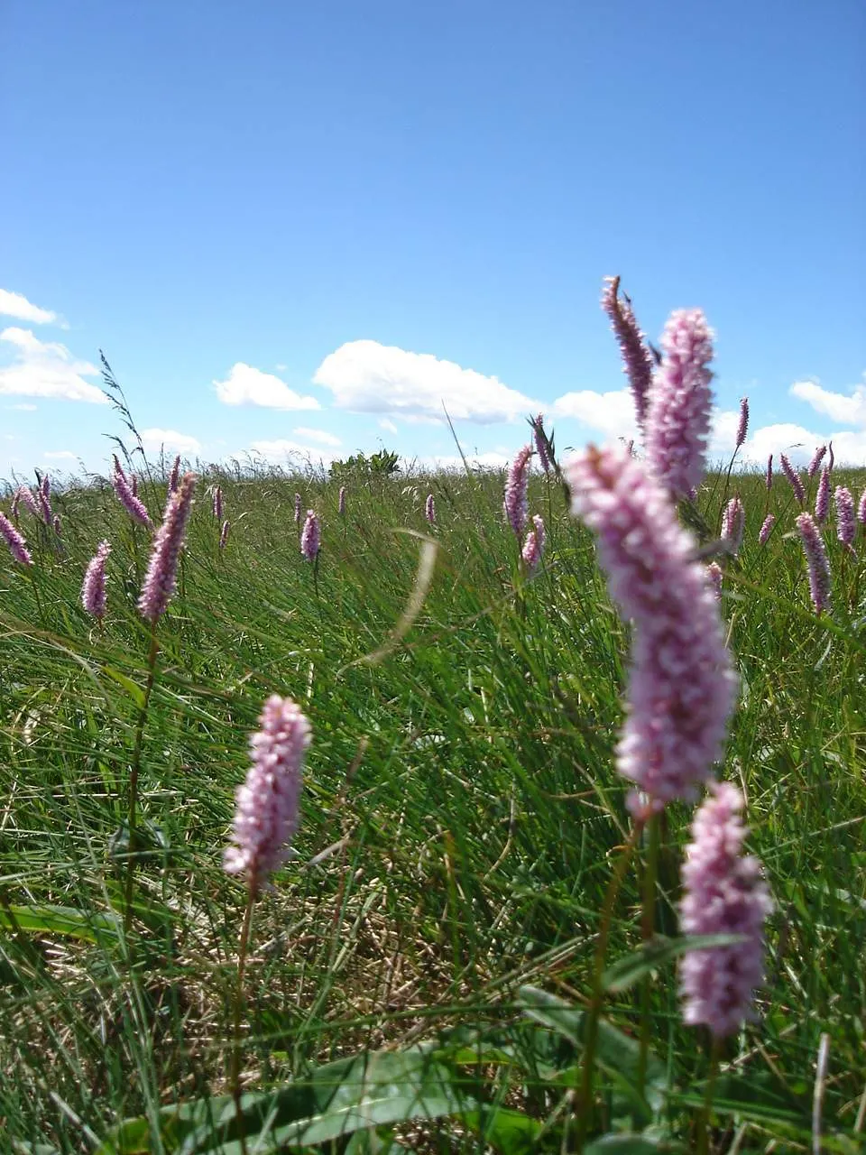Bistort, Pink Bistort (Persicaria Bistorta 'Superba') — white flowers in the garden; preferring moist, well-drained soil and full sun to partial, image 86