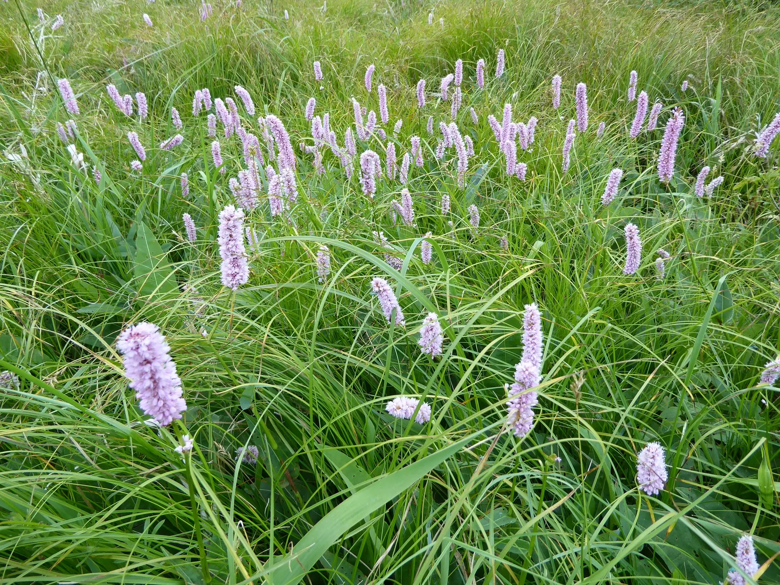 Bistort, Pink Bistort (Persicaria Bistorta 'Superba') — is an herbaceous perennial that is as robust as it is striking; it can reach a height of 24, image 74
