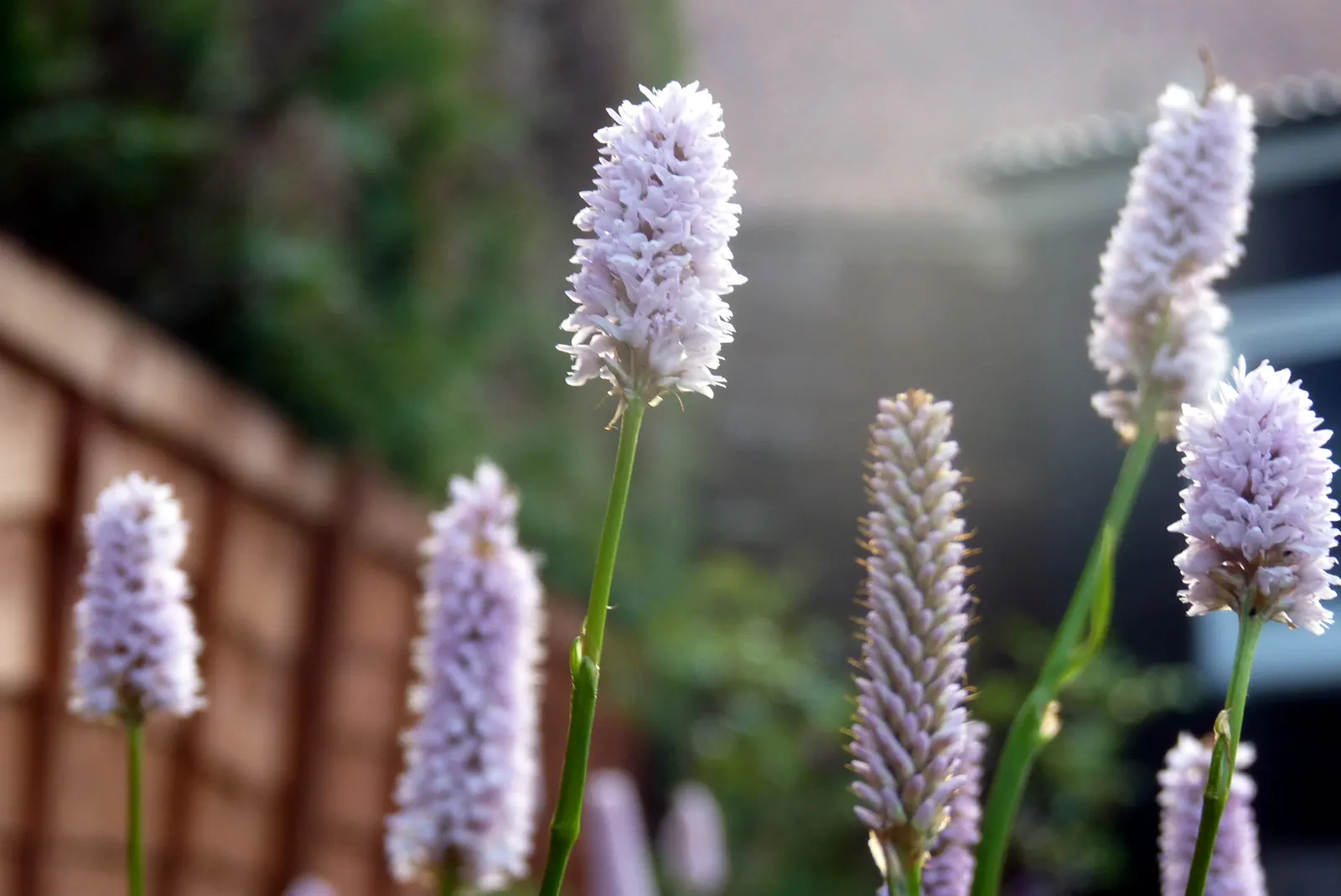 Bistort, Pink Bistort (Persicaria Bistorta 'Superba') — perennial for full or half