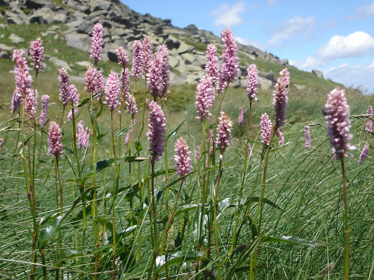 Bistort, Pink Bistort (Persicaria Bistorta 'Superba') — commonly known as Pink Bistort or Bistort; is renowned for its striking dense spikes of, image 95
