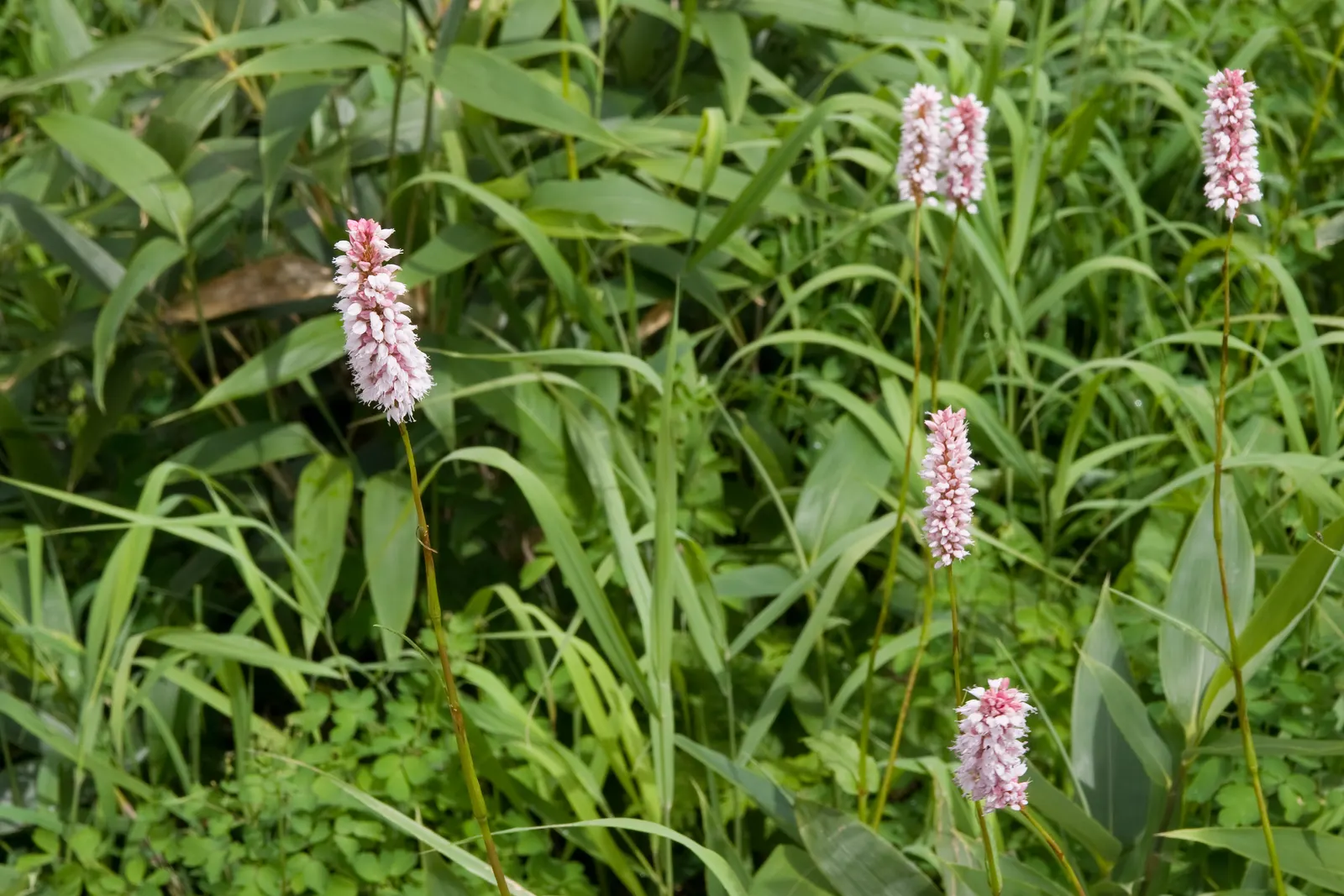 Bistort, Pink Bistort (Persicaria Bistorta 'Superba') — is renowned for its striking dense spikes of soft pink flowers; contrasting beautifully, image 90