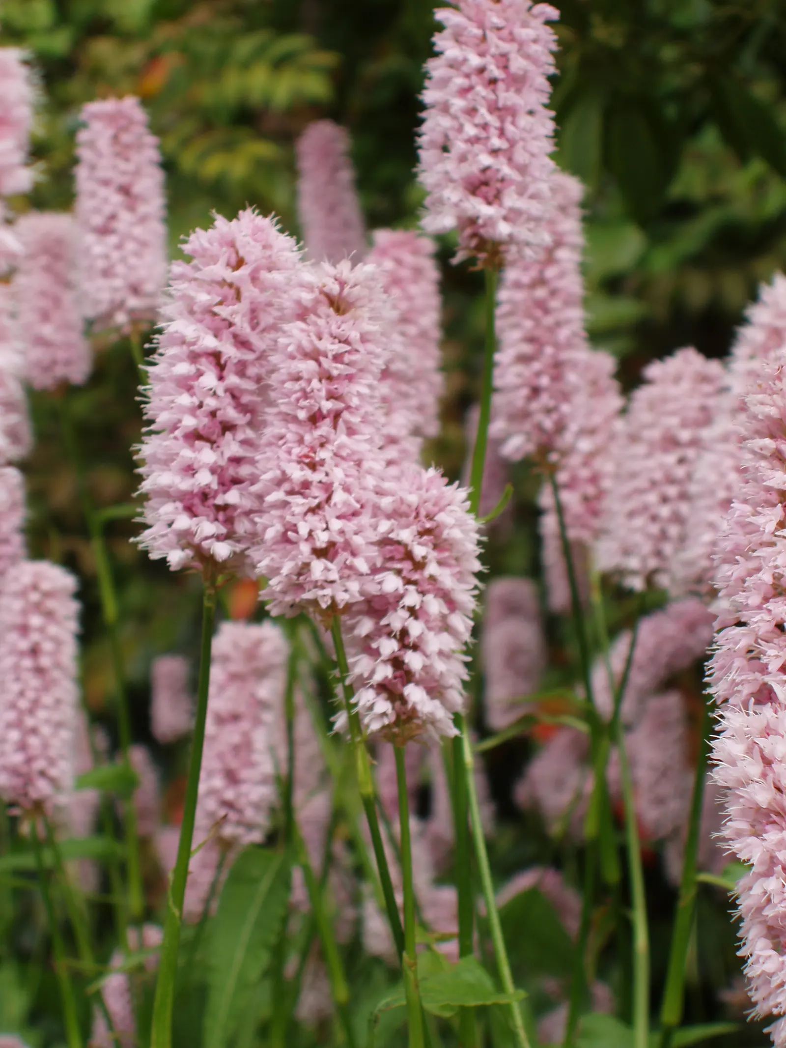 Bistort, Pink Bistort (Persicaria Bistorta 'Superba') — with occasional watering during extreme drought and deadheading to encourage a second bloom; perennial