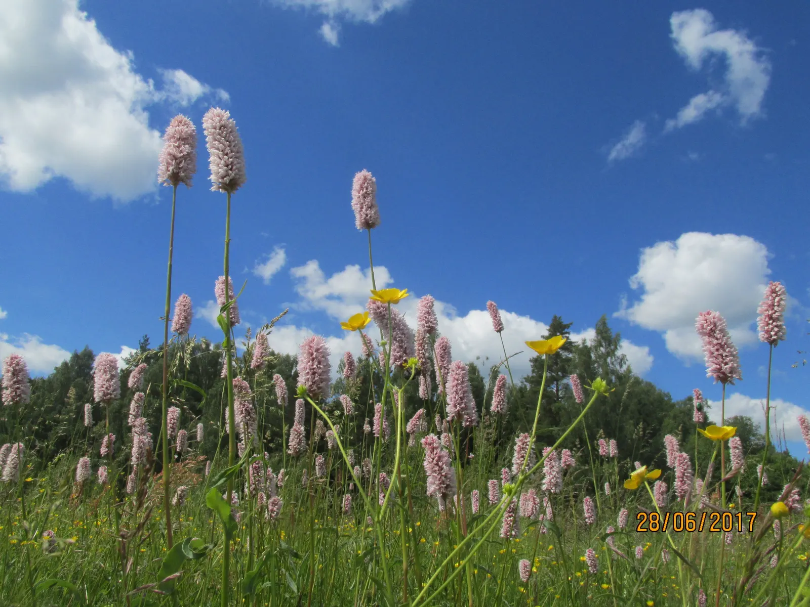 Bistort, Pink Bistort (Persicaria Bistorta 'Superba') — It can reach a height of 24 to 36 inches, with a spread of 18 to 30 inches, forming a dense, image 75