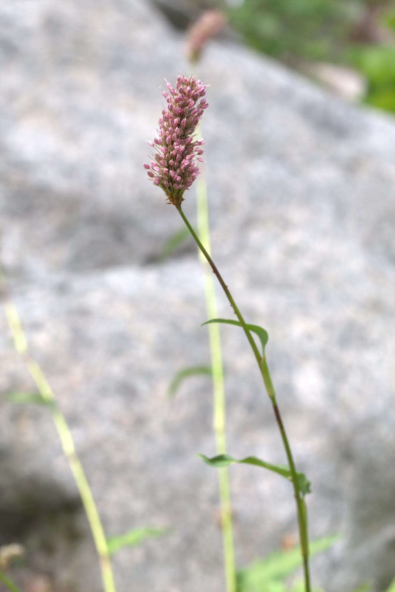Bistort, Pink Bistort (Persicaria Bistorta 'Superba') — adding a dynamic ecological aspect to the garden.<br><br>When integrating Pink Bistort into, image 35