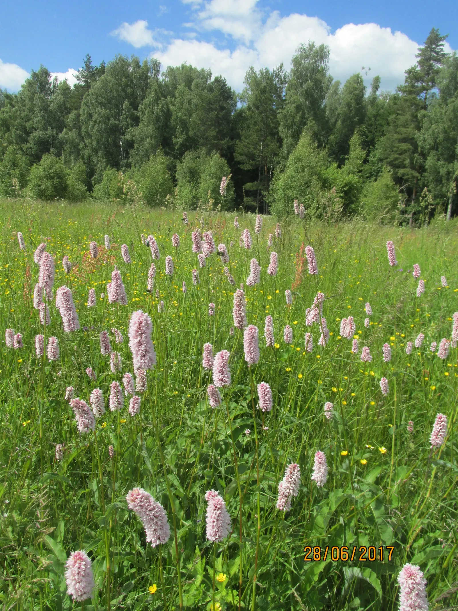 Bistort, Pink Bistort (Persicaria Bistorta 'Superba') — nestled between lower-growing groundcovers and taller backdrop species; adding a dynamic, image 84