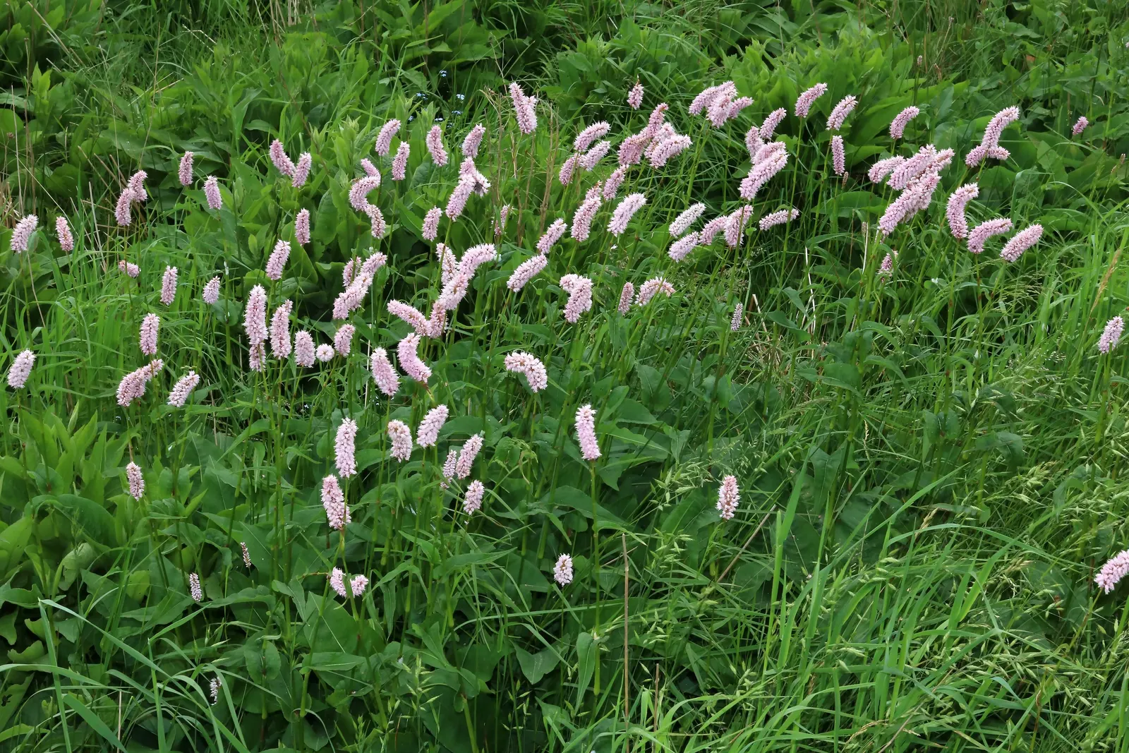 Bistort, Pink Bistort (Persicaria Bistorta 'Superba') — perennial with white blooms; the blooms not only embellish the landscape but also attract an array of