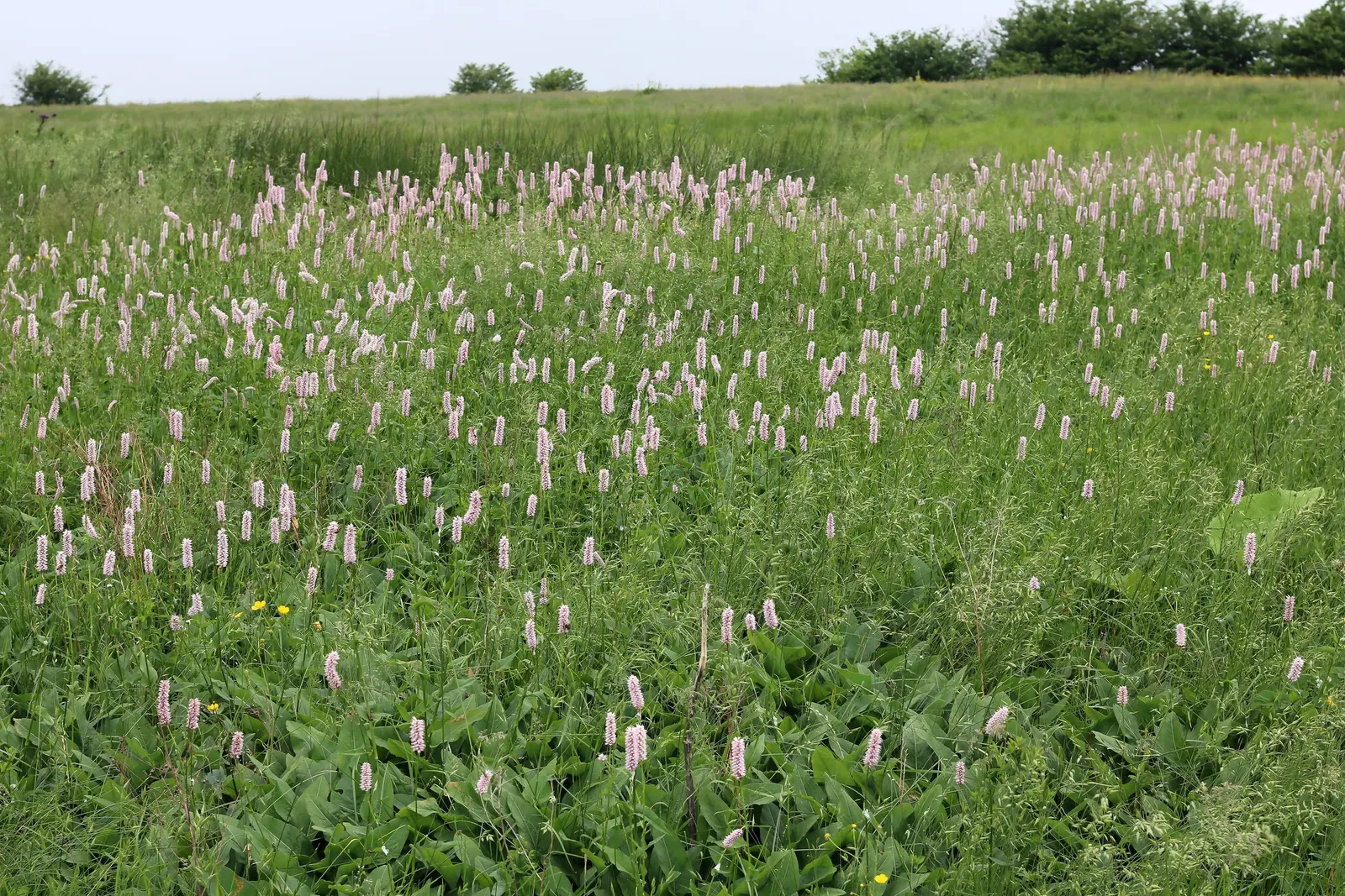Bistort, Pink Bistort (Persicaria Bistorta 'Superba') — Its low maintenance nature and clump-forming habit make it an appealing choice for varied, image 50