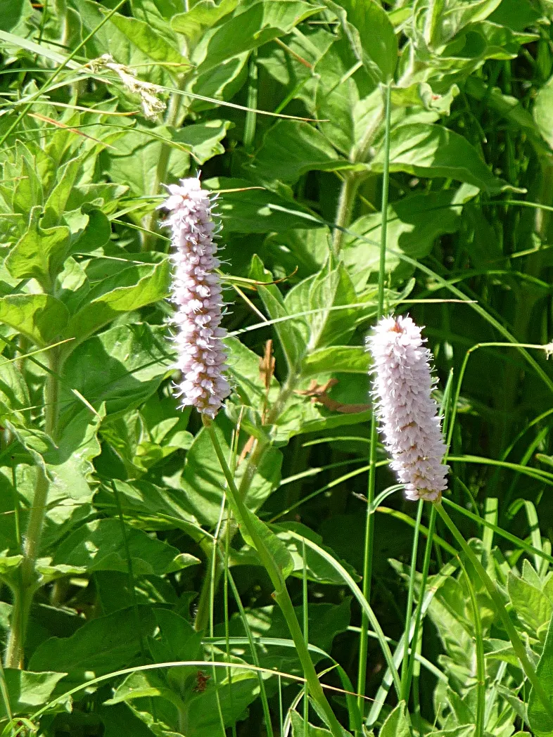 Bistort, Pink Bistort (Persicaria Bistorta 'Superba') — commonly known as Pink Bistort; this herbaceous perennial reaches 2-3 feet in height and, image 67