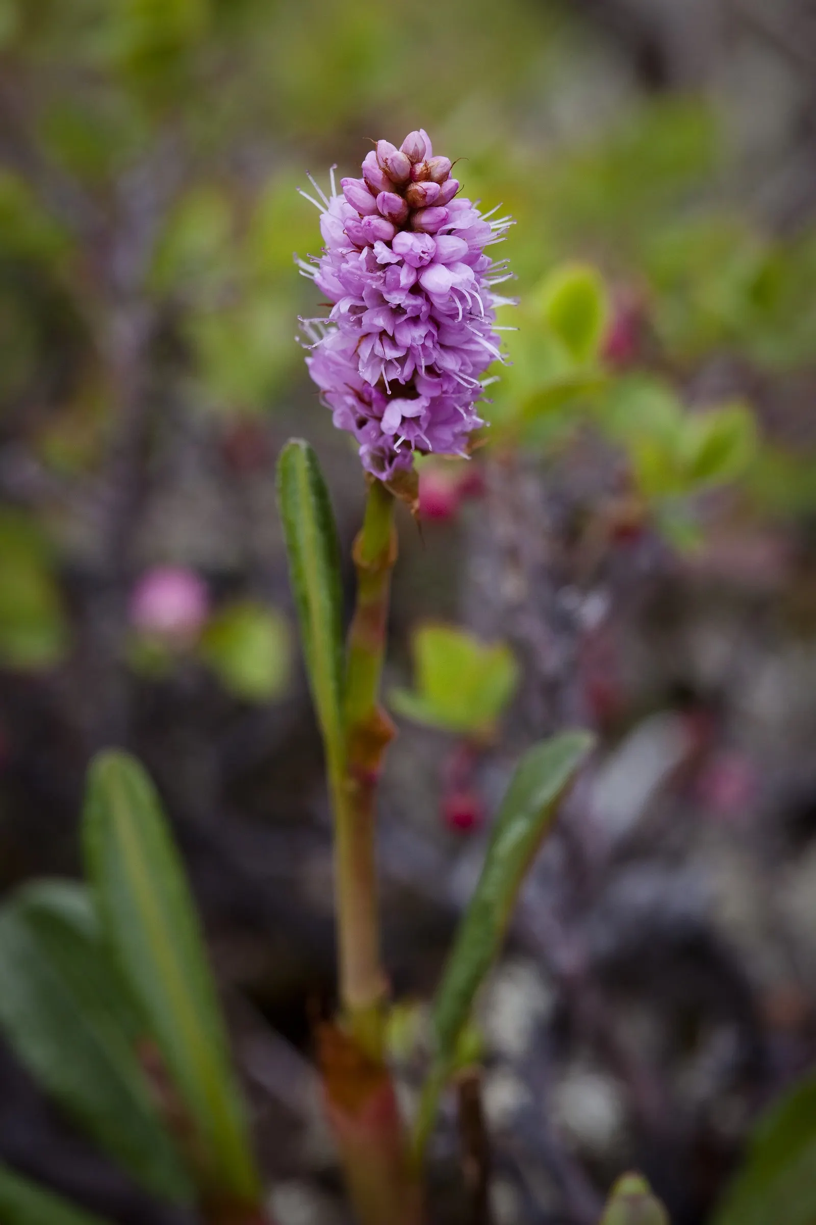 Bistort, Pink Bistort (Persicaria Bistorta 'Superba') — adding a dynamic ecological aspect to the garden.<br><br>When integrating Pink Bistort into, image 79