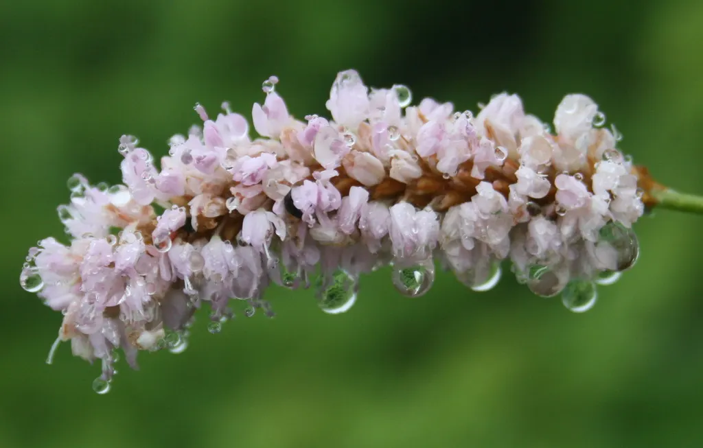 Bistort, Pink Bistort (Persicaria Bistorta 'Superba') — flourishing in late spring to early summer; nestled between lower-growing groundcovers and taller