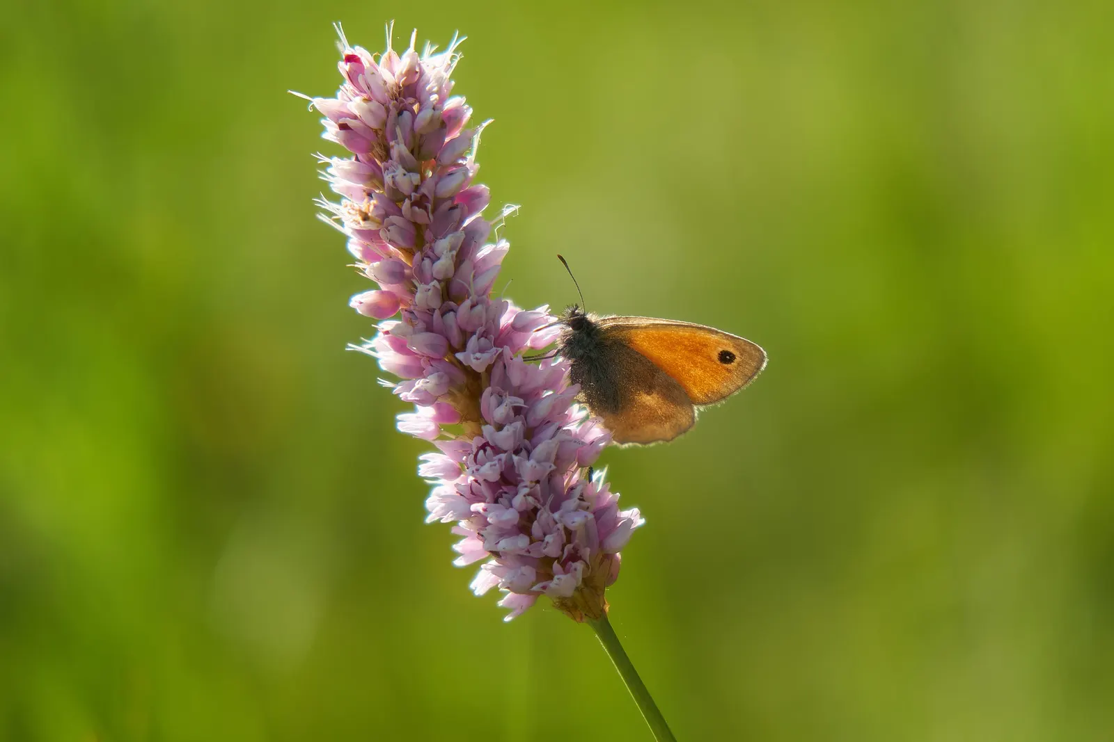 Bistort, Pink Bistort (Persicaria Bistorta 'Superba') — adding a dynamic ecological aspect to the garden.<br><br>When integrating Pink Bistort into, image 57