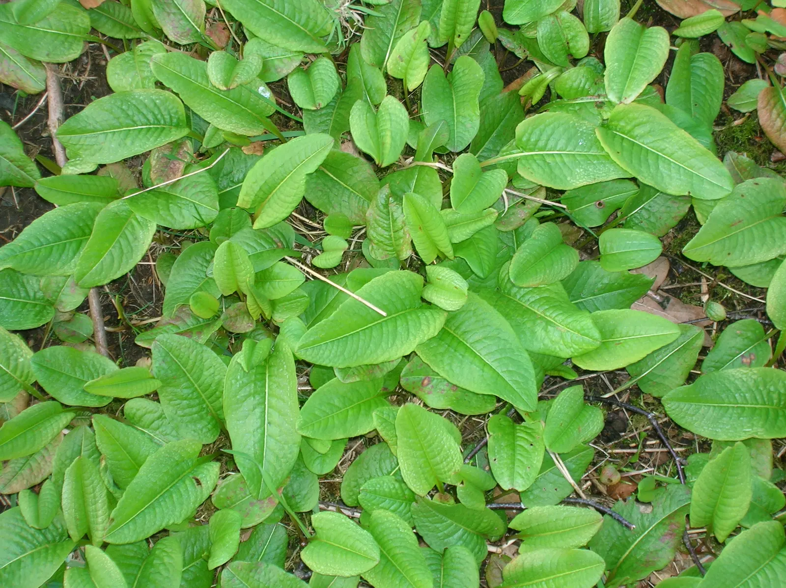 Bistort, Pink Bistort (Persicaria Bistorta 'Superba') — commonly known as Pink Bistort