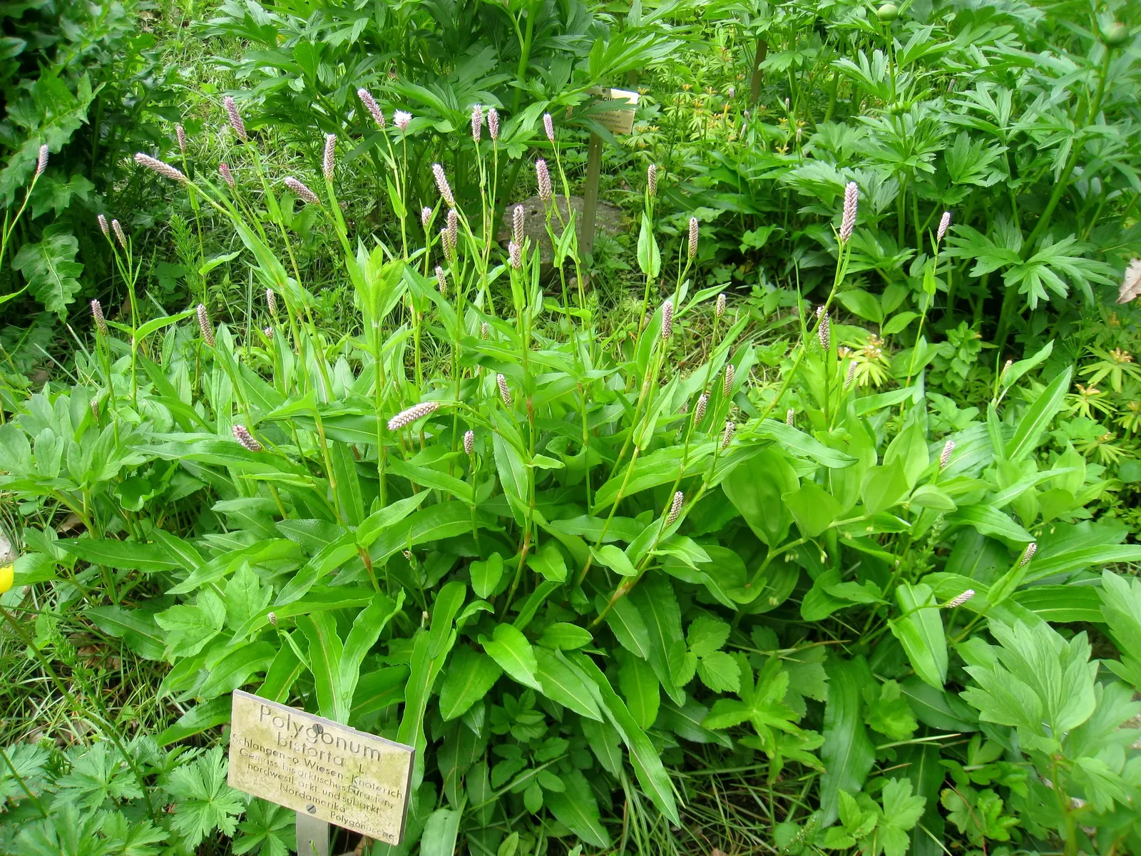Bistort, Pink Bistort (Persicaria Bistorta 'Superba') — tiered aesthetic to your client's garden