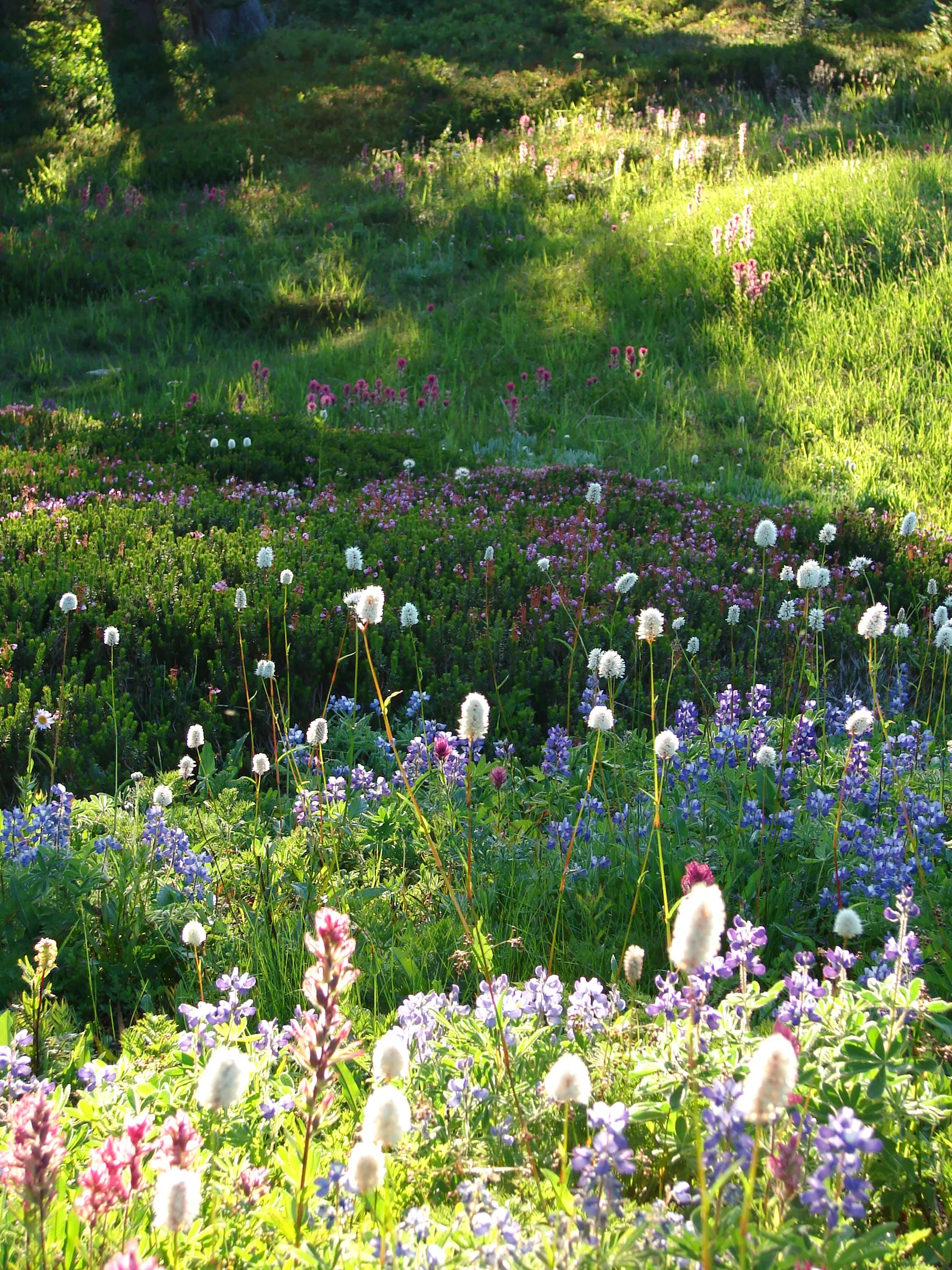 Bistort, Pink Bistort (Persicaria Bistorta 'Superba') — perennial with white blooms