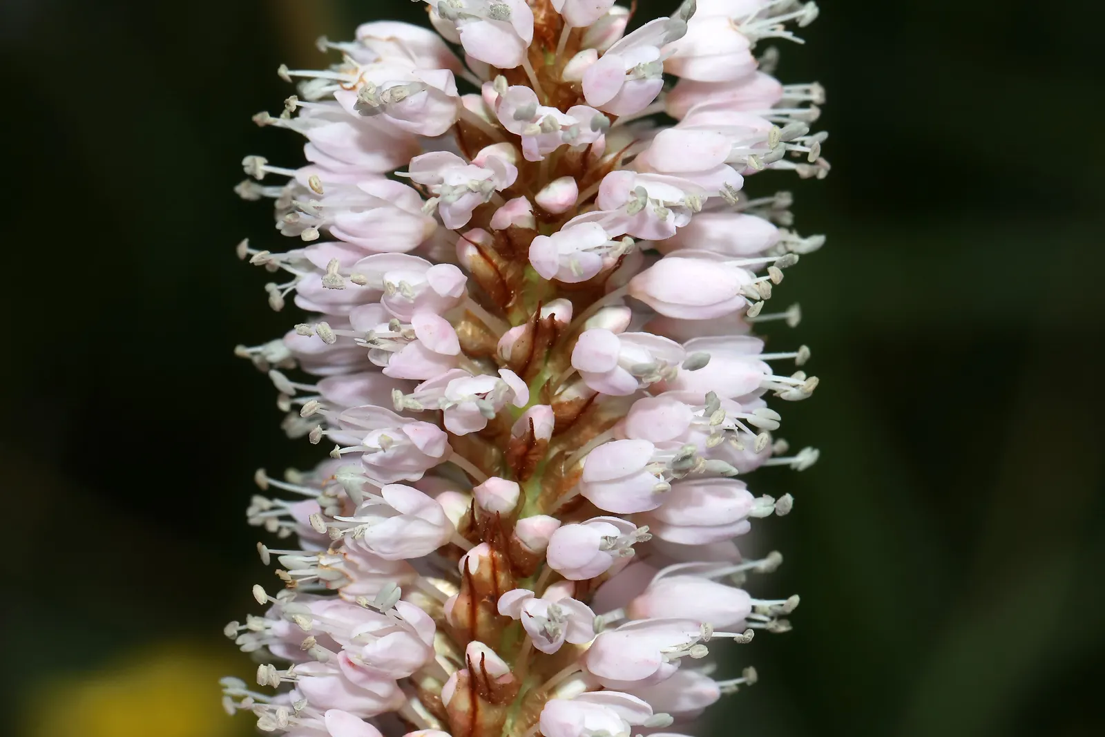 Bistort, Pink Bistort (Persicaria Bistorta 'Superba') — adding a dynamic ecological aspect to the garden.<br><br>When integrating Pink Bistort into a landscape
