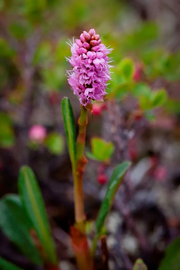 Bistort, Pink Bistort (Persicaria Bistorta 'Superba') — nestled between lower-growing groundcovers and taller backdrop species; adding a dynamic ecological