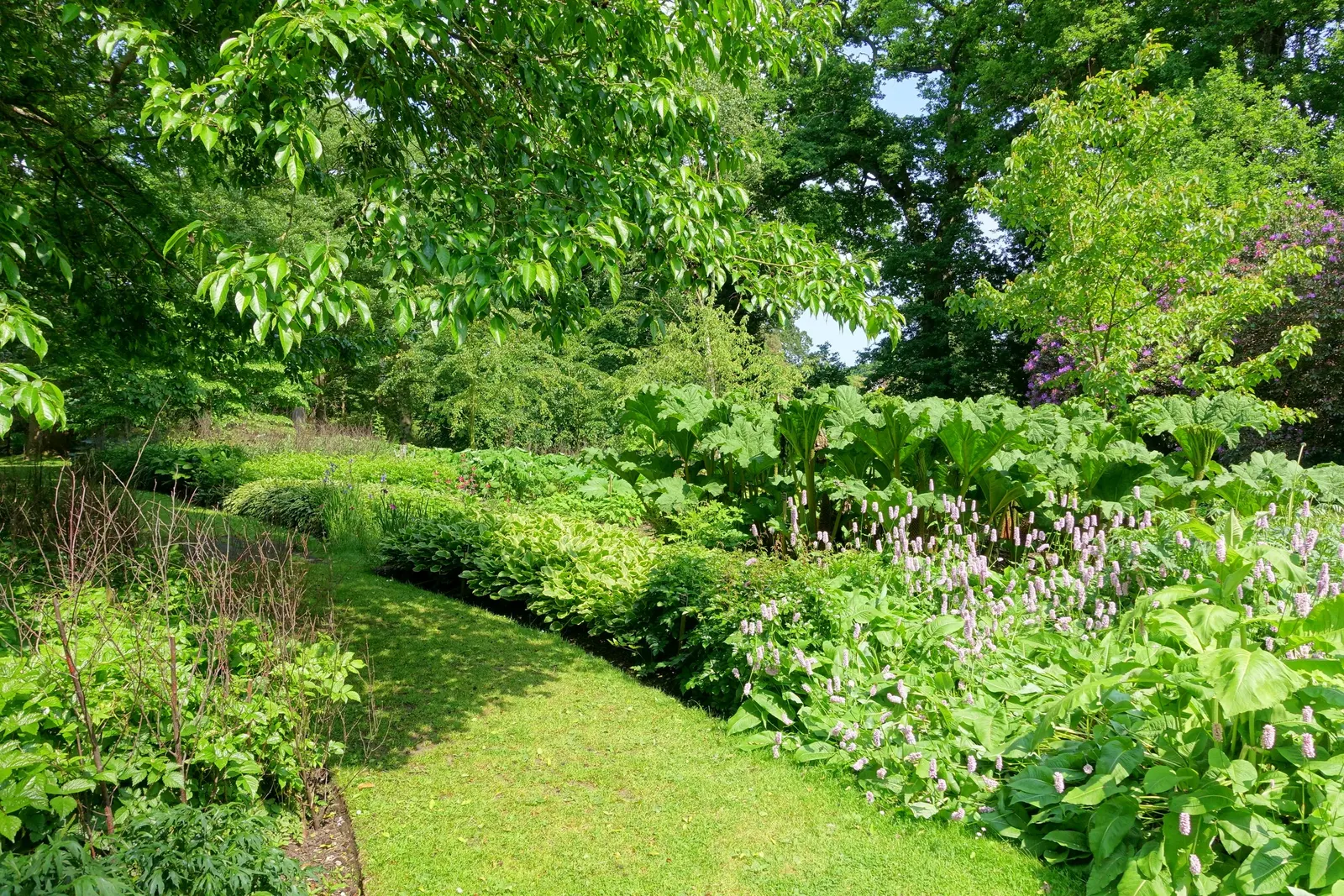 Bistort, Pink Bistort (Persicaria Bistorta 'Superba') — Its low maintenance nature and clump-forming habit make it an appealing choice for varied, image 72