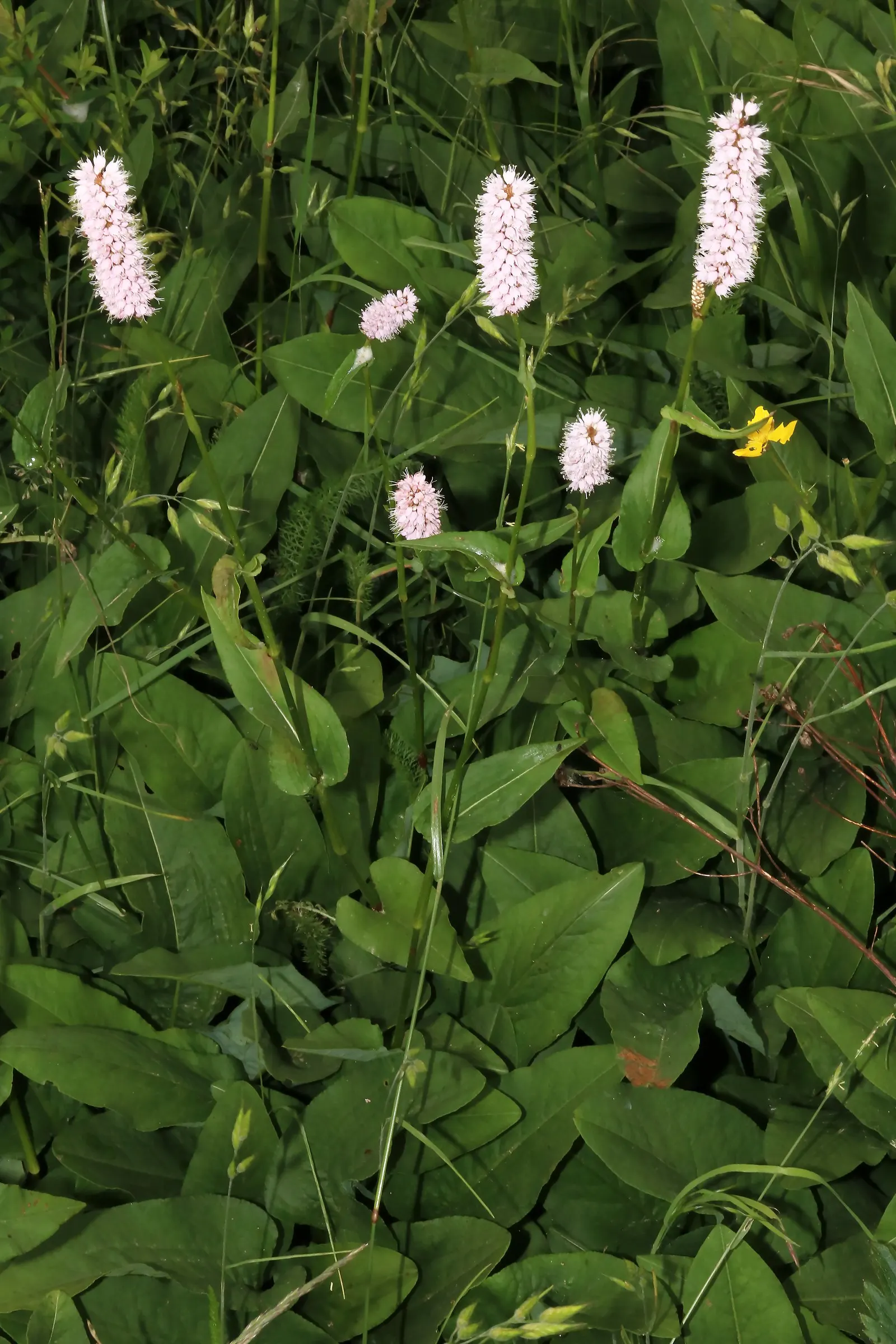 Bistort, Pink Bistort (Persicaria Bistorta 'Superba') — although it thrives best in moist; commonly known as Pink Bistort, image 54