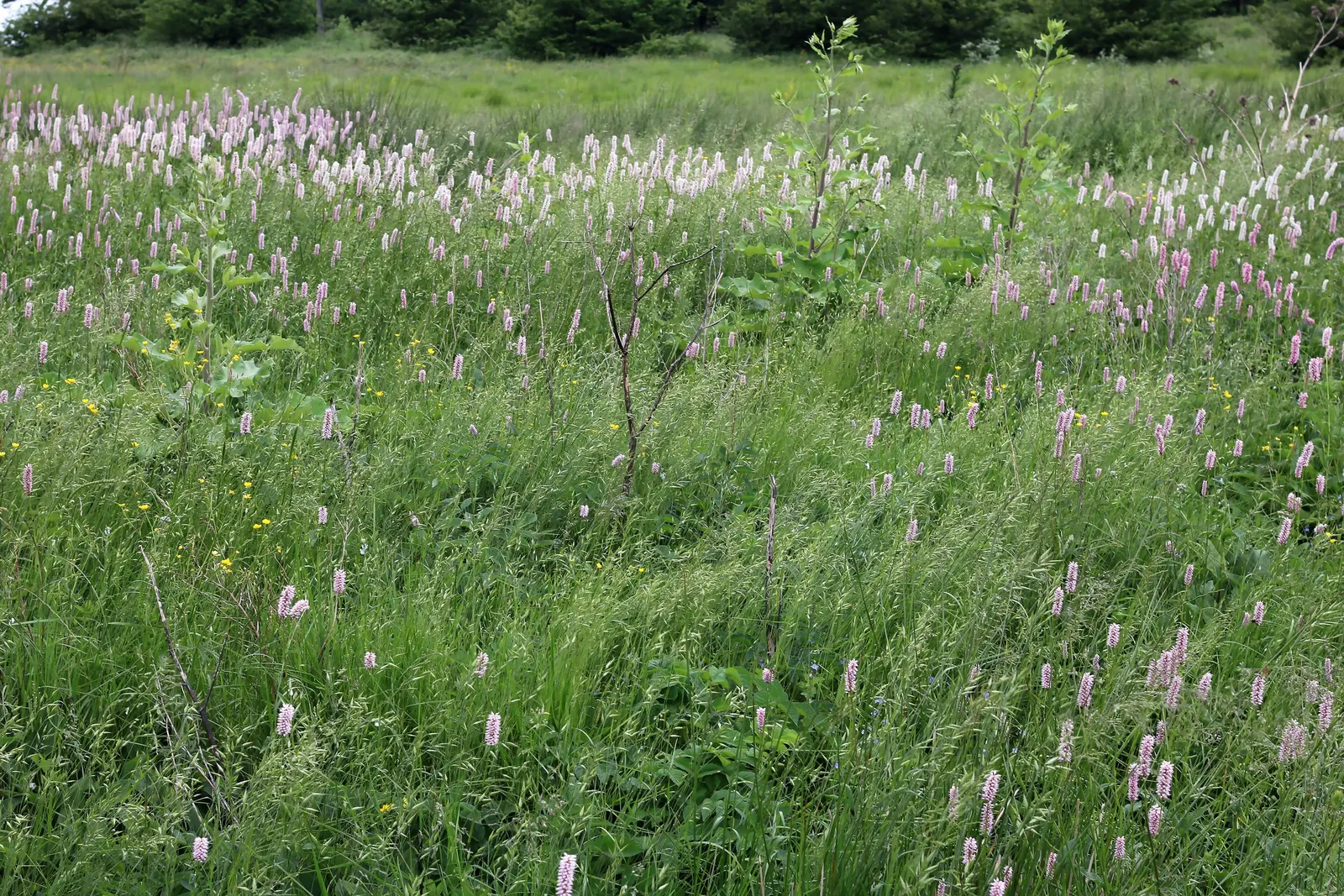Bistort, Pink Bistort (Persicaria Bistorta 'Superba') — commonly known as Pink Bistort or Bistort; is renowned for its striking dense spikes of, image 73
