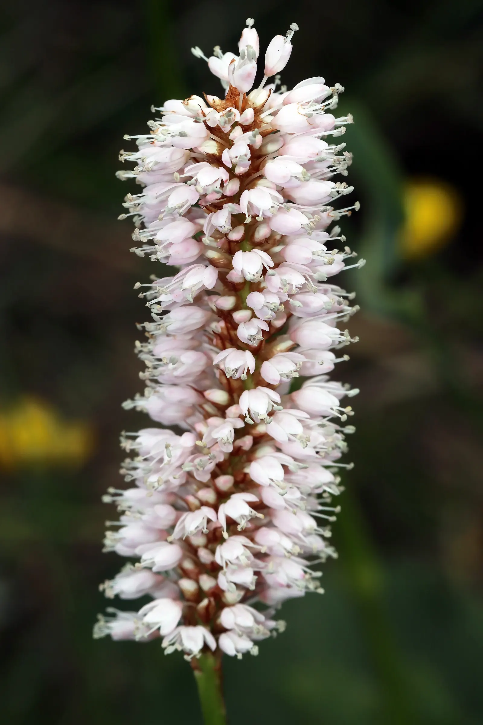 Bistort, Pink Bistort (Persicaria Bistorta 'Superba') — It can reach a height of 24 to 36 inches, with a spread of 18 to 30 inches, forming a dense, image 97