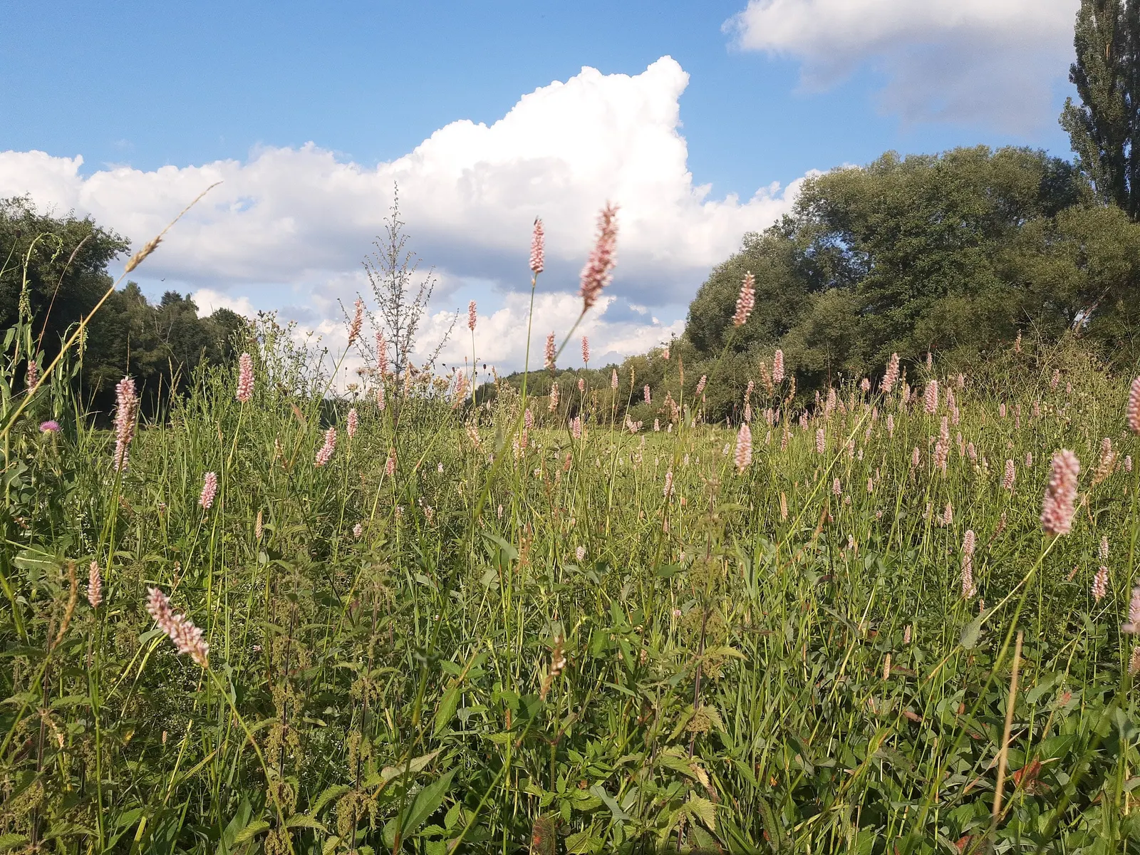 Bistort, Pink Bistort (Persicaria Bistorta 'Superba') — contrasting beautifully with its rich green; is an herbaceous perennial that is as robust, image 77