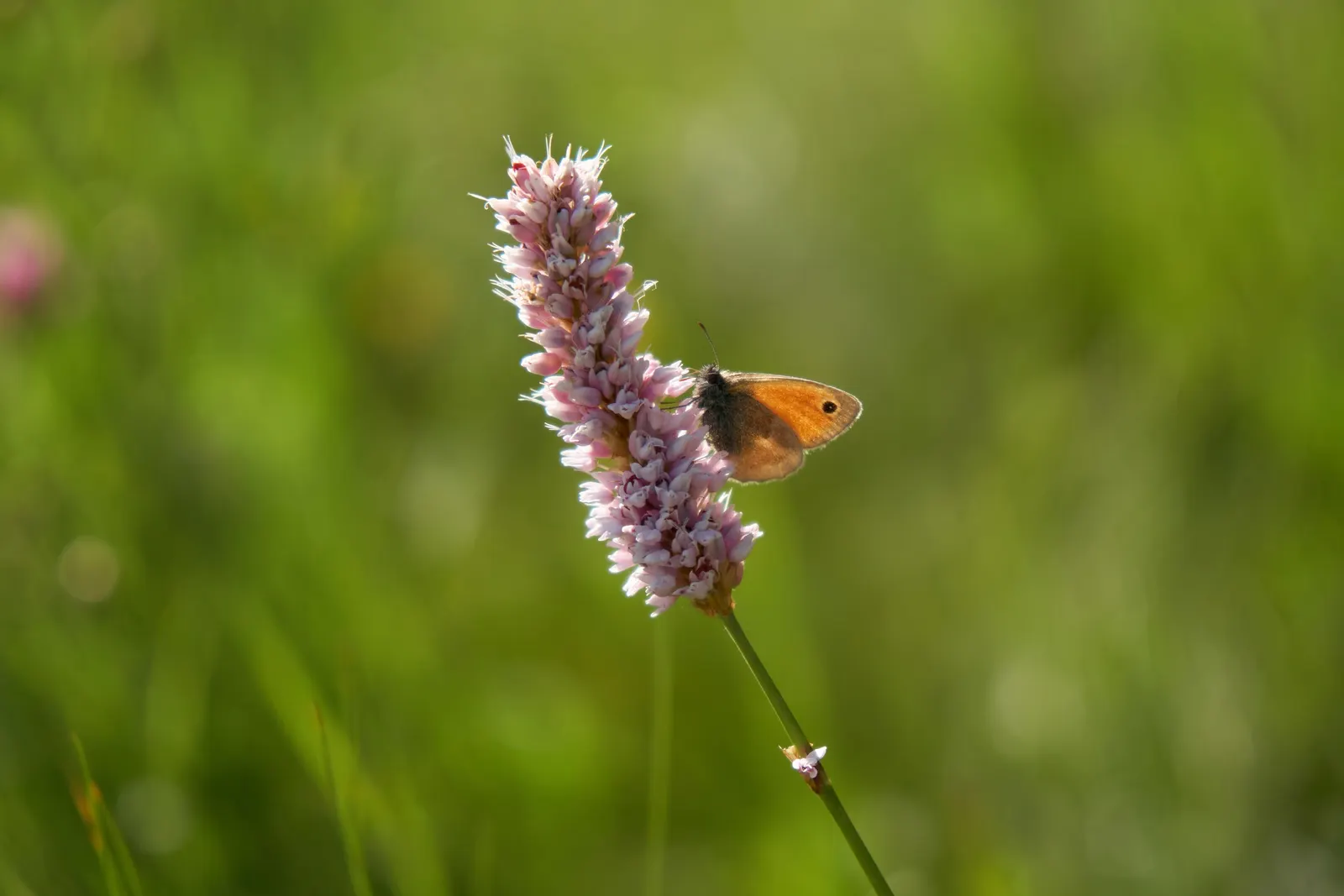 Bistort, Pink Bistort (Persicaria Bistorta 'Superba') — Its low maintenance nature and clump-forming habit make it an appealing choice for varied landscapes