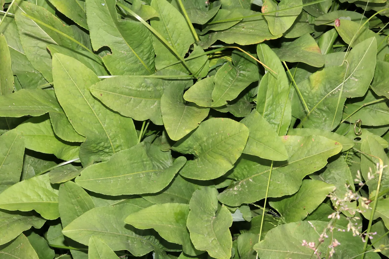 Bistort, Pink Bistort (Persicaria Bistorta 'Superba') — contrasting beautifully with its rich green; is an herbaceous perennial that is as robust as it is