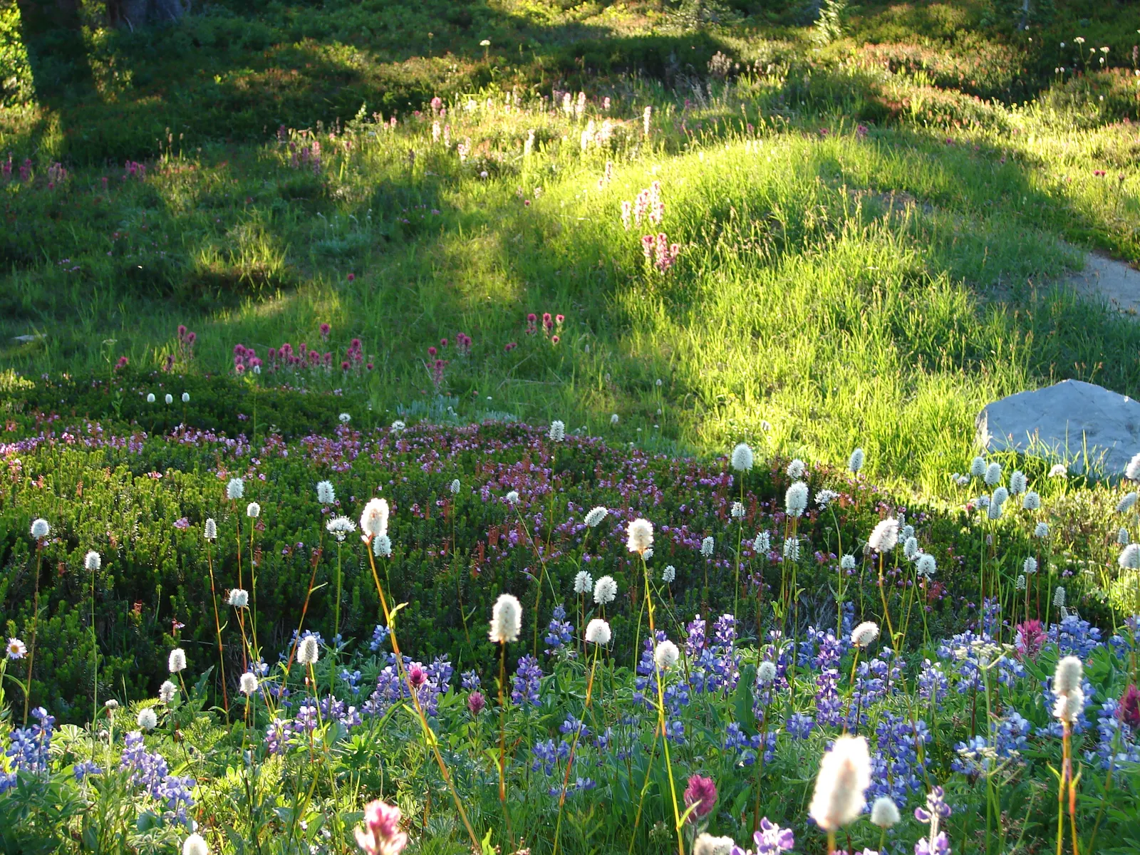 Bistort, Pink Bistort (Persicaria Bistorta 'Superba') — flourishing in late spring to early summer