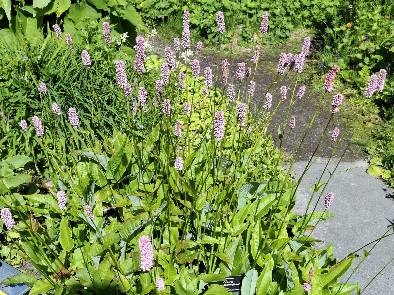 Bistort, Pink Bistort (Persicaria Bistorta 'Superba') — Preferring moist, well-drained soil and full sun to partial shade, it's perfect for borders, image 93