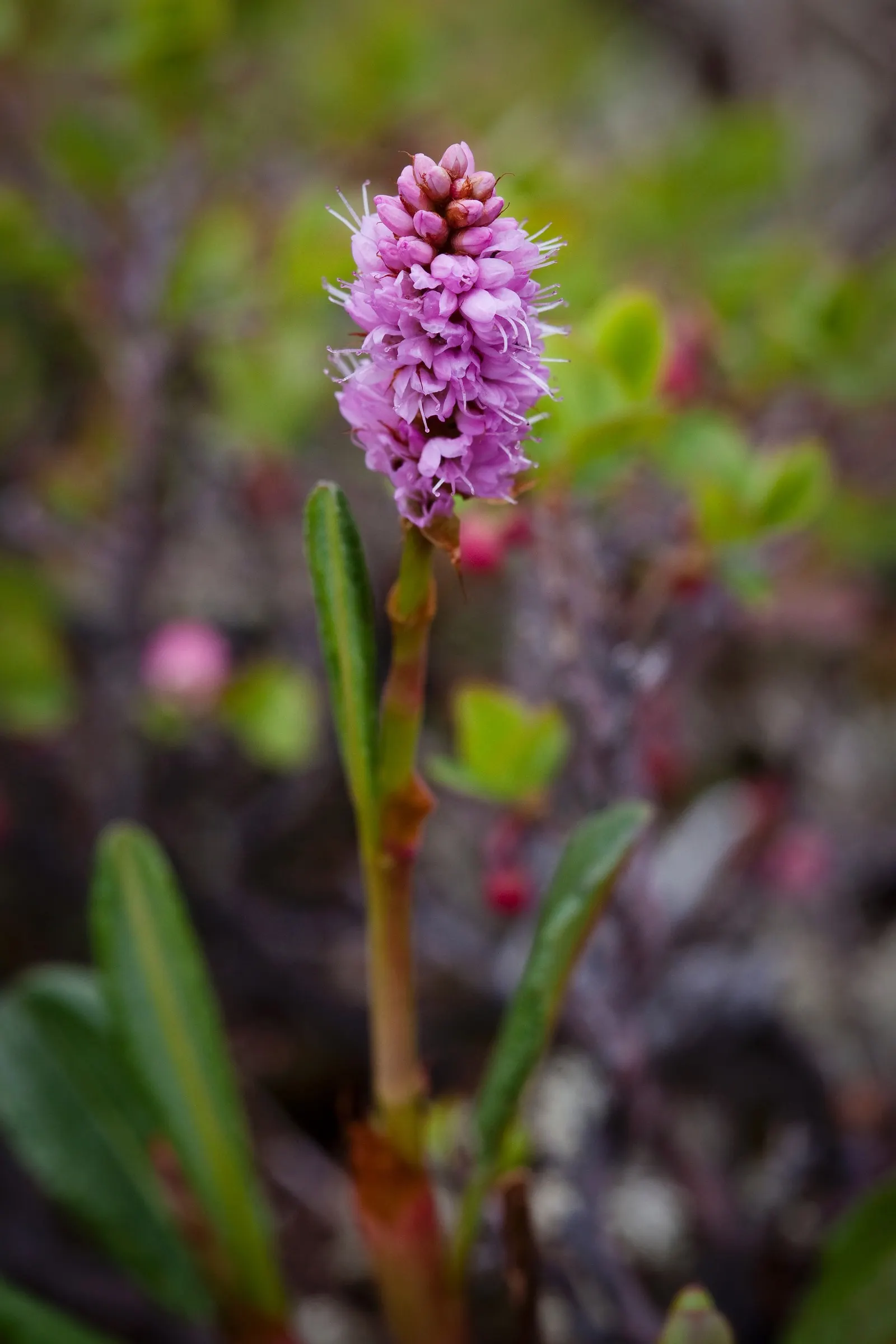 Bistort, Pink Bistort (Persicaria Bistorta 'Superba') — nestled between lower-growing groundcovers and taller backdrop species