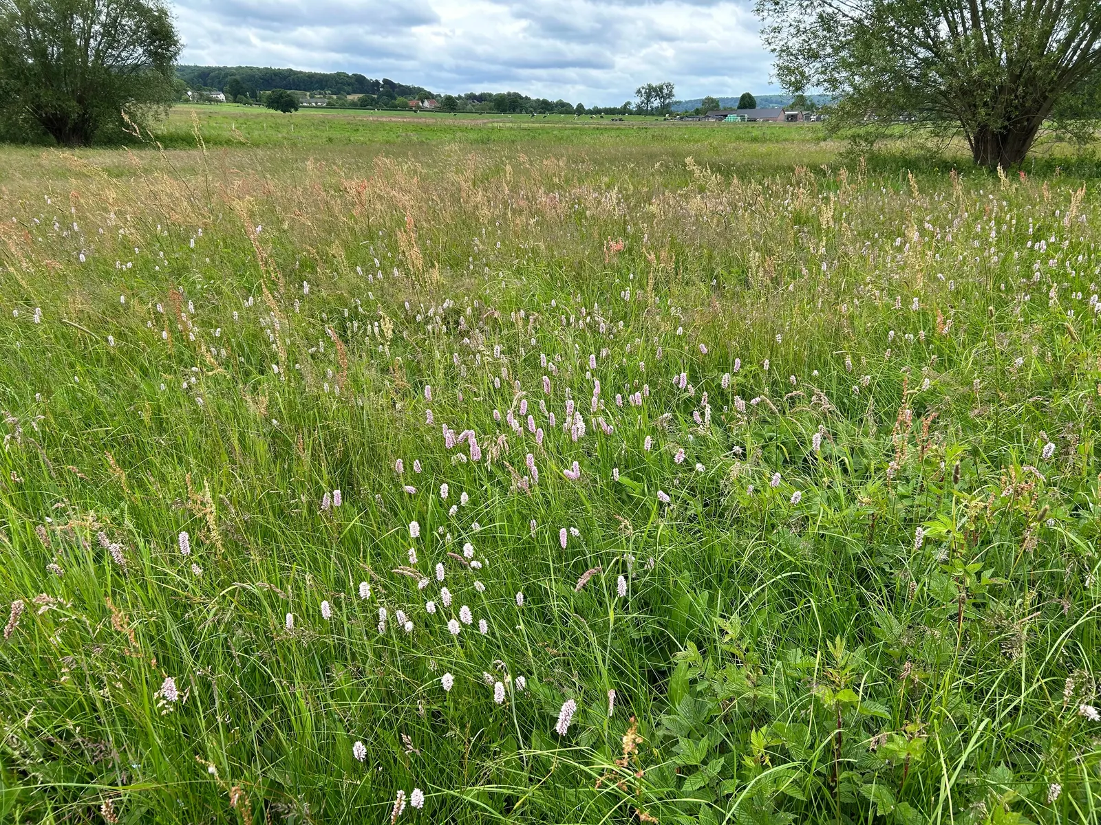 Bistort, Pink Bistort (Persicaria Bistorta 'Superba') — consider its clumping habit and seasonal bloom time; commonly known as Pink Bistort or, image 102