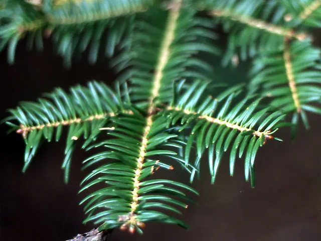 Momi Fir (Abies Firma) — A slow to moderate grower