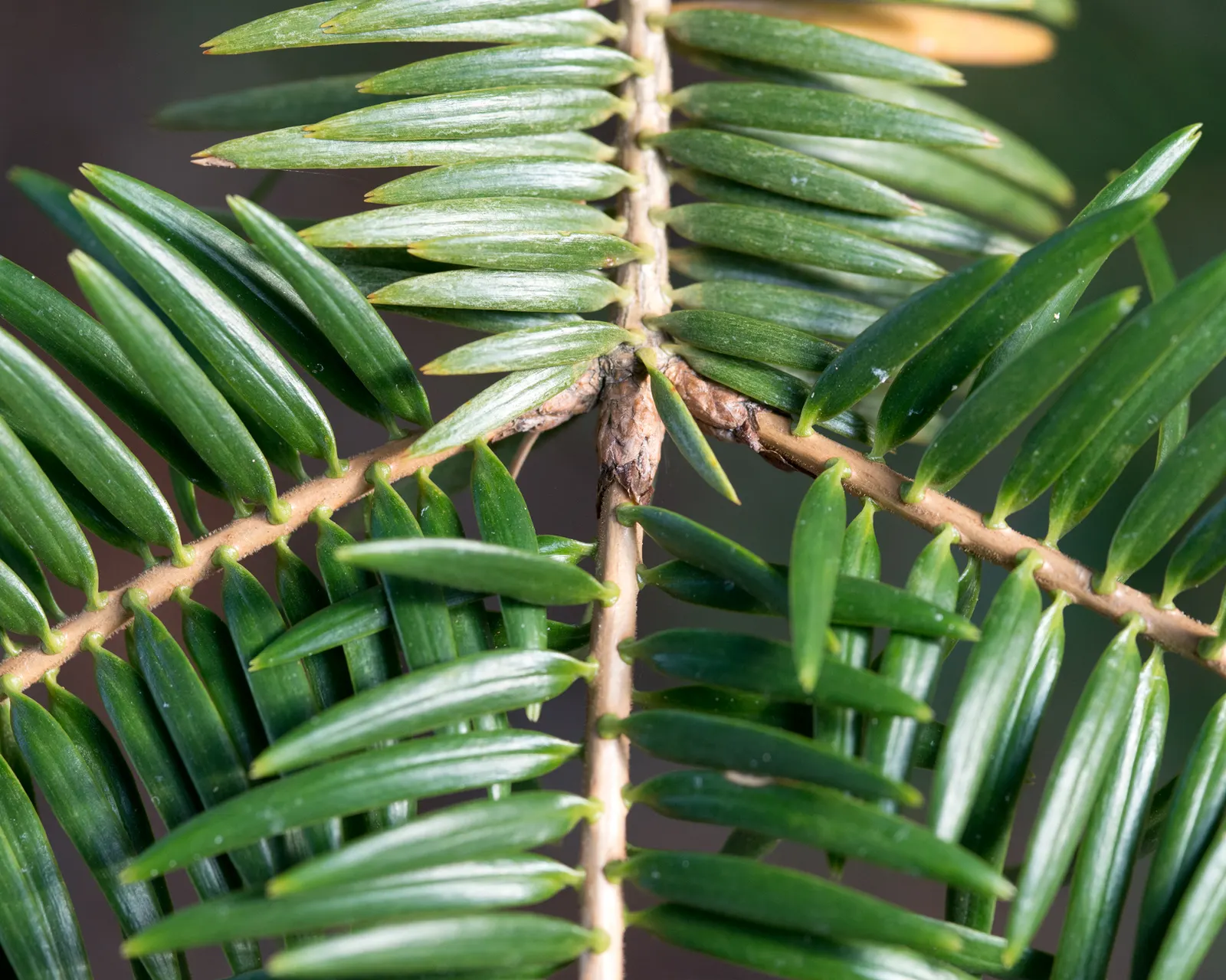 Momi Fir (Abies Firma) — pyramidal shape that makes it an ideal specimen tree