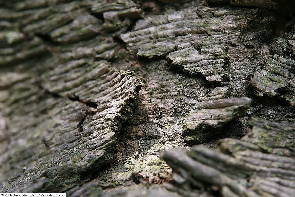 Momi Fir (Abies Firma) — ensuring it becomes a centrepiece of beauty for years to come